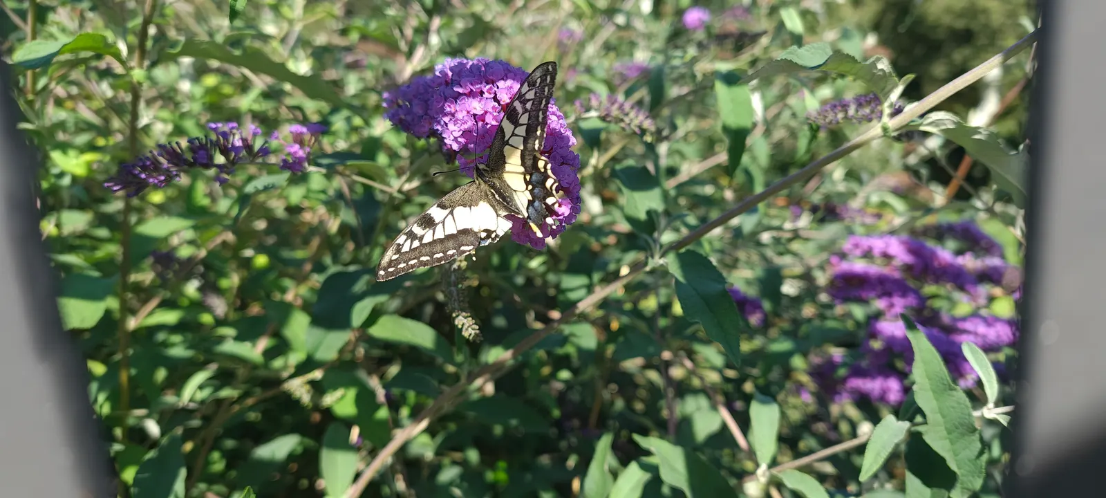 Orange Butterfly Bush (Buddleia Globosa) — Pairing the Orange Butterfly Bush with perennials that enjoy similar conditions