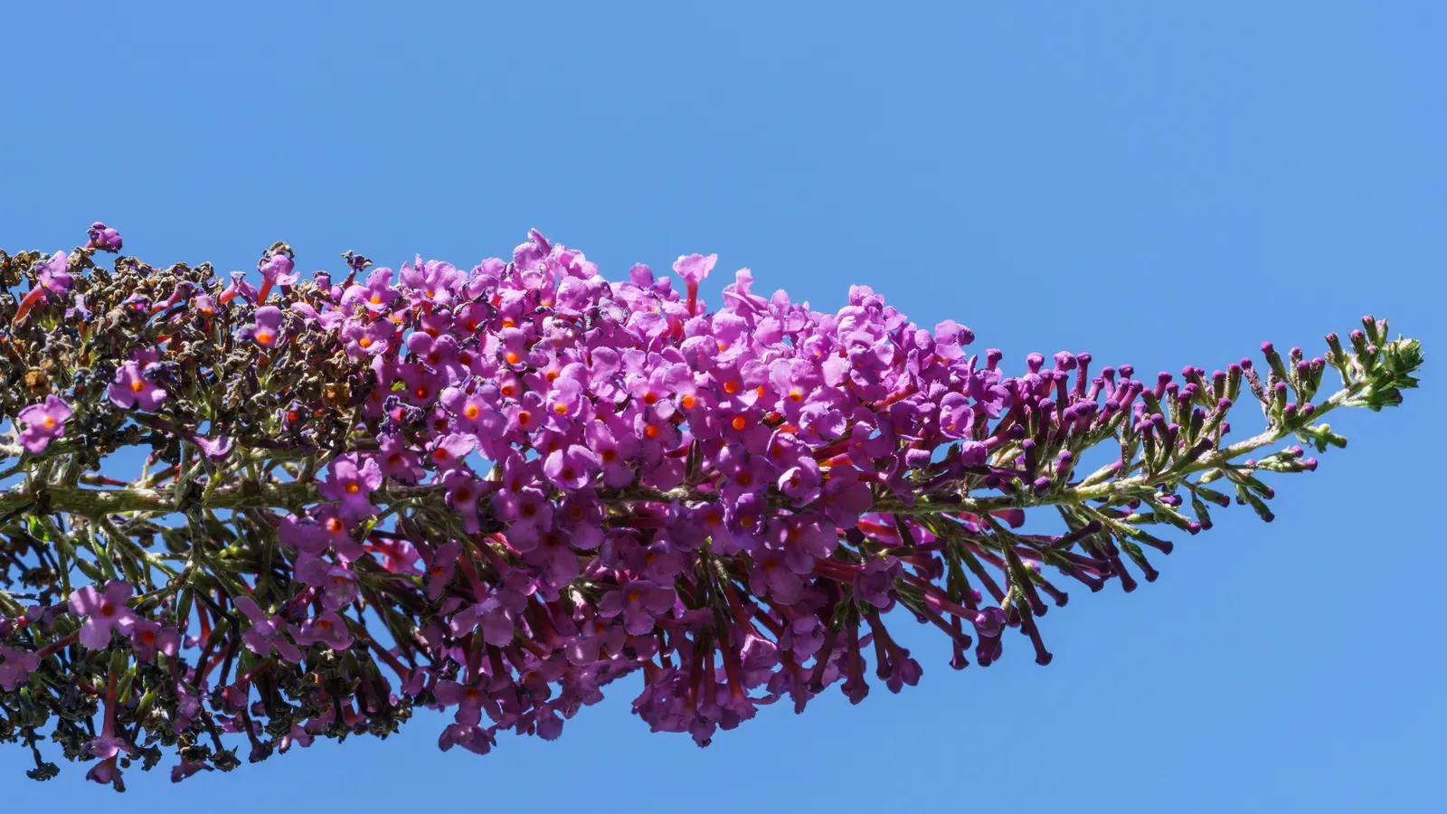 Orange Butterfly Bush (Buddleia Globosa) — This semi-evergreen shrub usually reaches a height of 8 to 10 feet with a similar spread