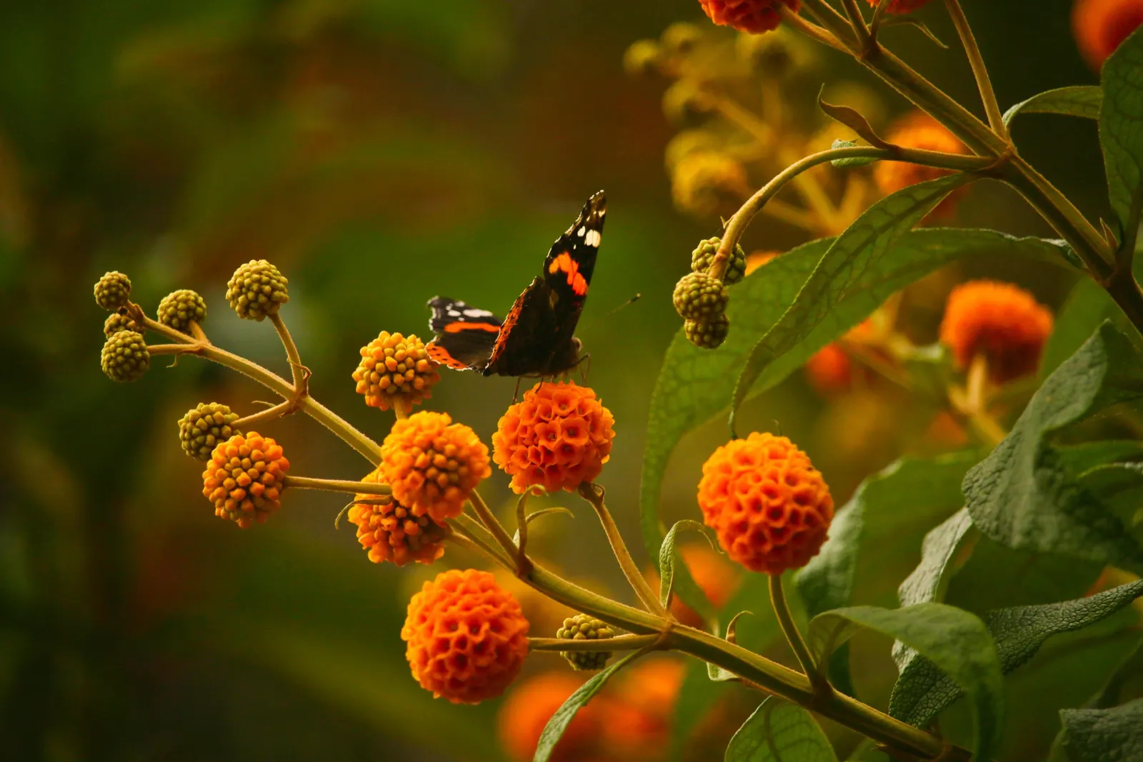 Orange Butterfly Bush (Buddleia Globosa) — reaching lengths of up to 8 inches; often admired for its bright, image 76