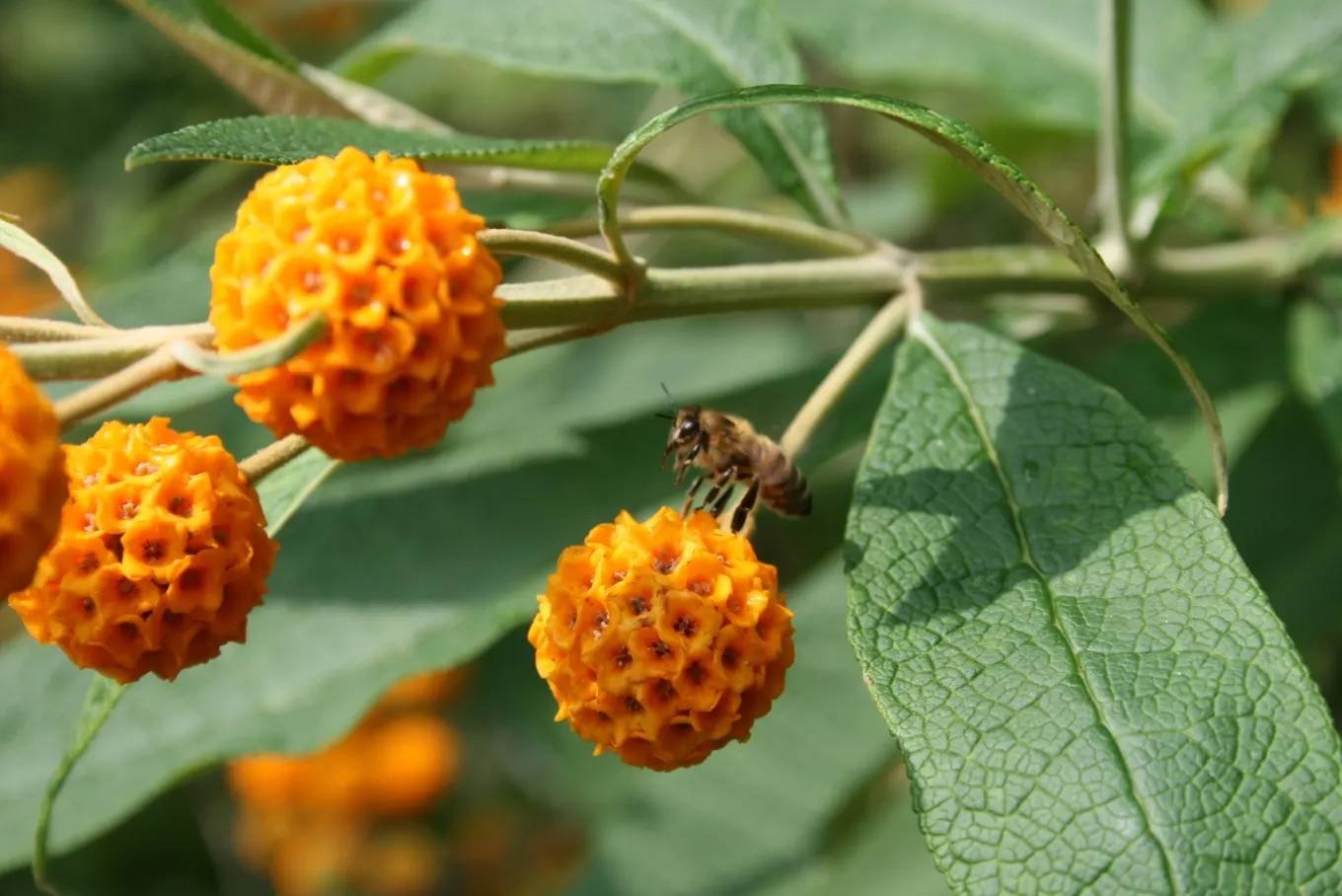 Orange Butterfly Bush (Buddleia Globosa) — shrub for full or half
