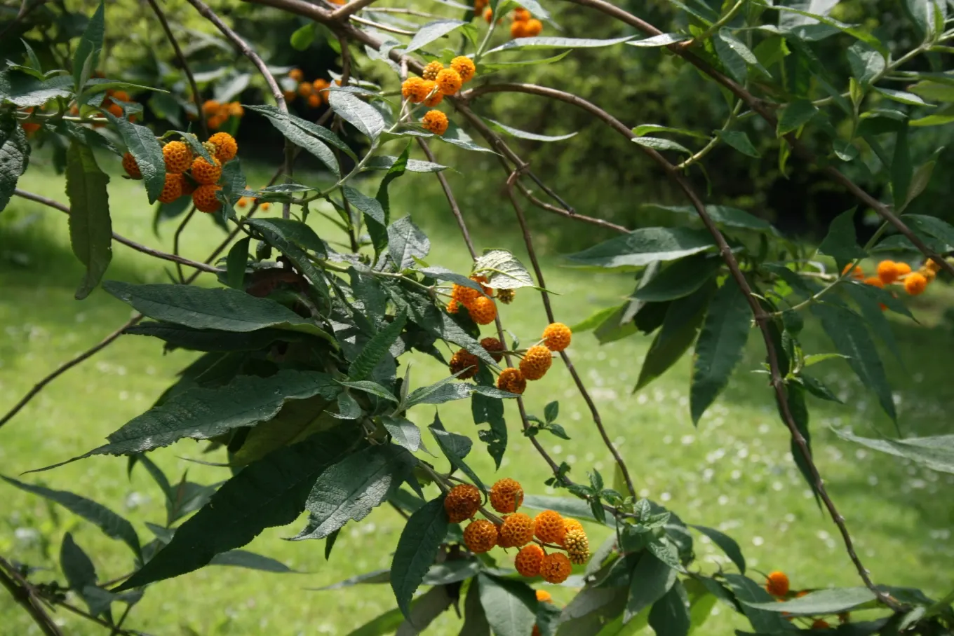 Orange Butterfly Bush (Buddleia Globosa) — Buddleia globosa may have invasiveness issues in certain areas; orange flowers in the garden