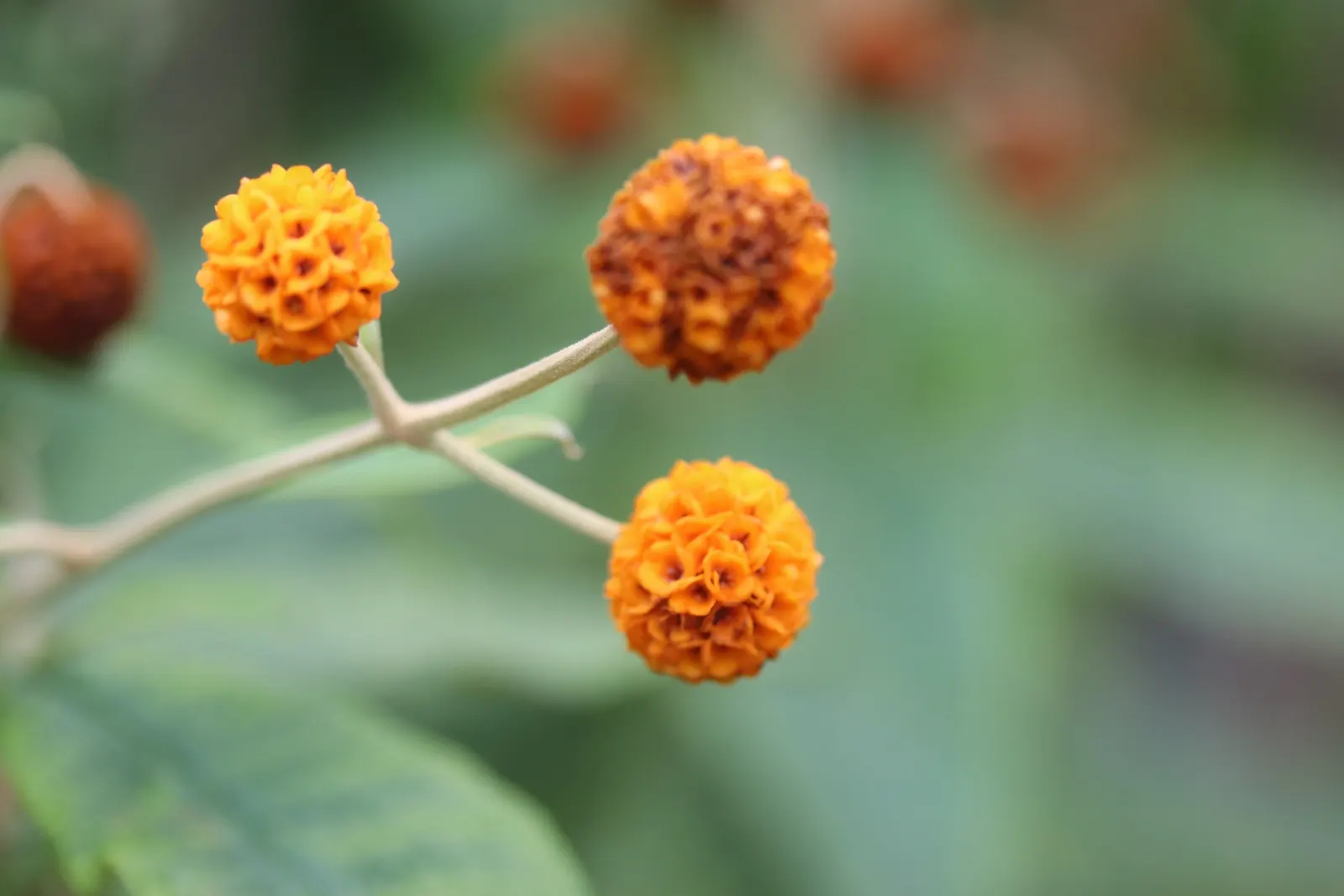 Orange Butterfly Bush (Buddleia Globosa) — which can measure up to 1 inch in diameter