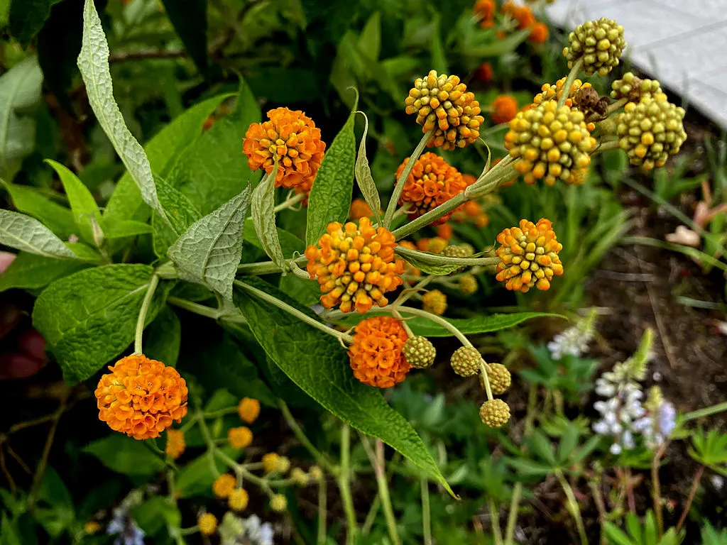 Orange Butterfly Bush (Buddleia Globosa) — ball-shaped clusters of fragrant; making it a popular choice among environmentally conscious clients, image 66