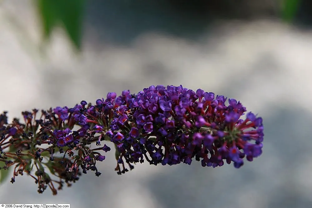 Orange Butterfly Bush (Buddleia Globosa) — it exhibits drought tolerance; orange Butterfly Bush (Buddleia globosa) is a deciduous shrub captivating, image 71