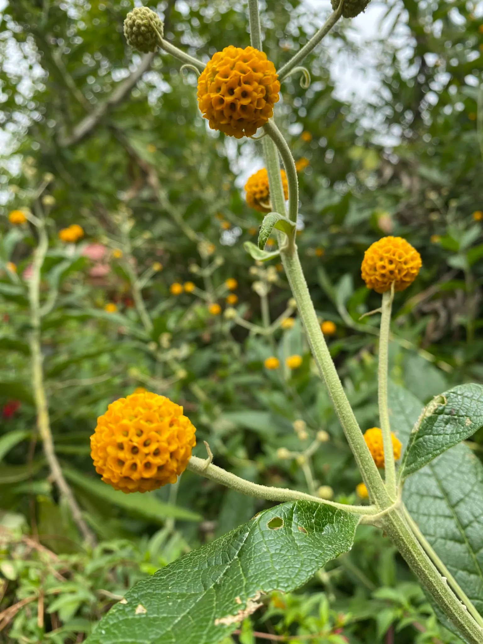 Orange Butterfly Bush (Buddleia Globosa) — making it a practical choice for water-wise landscapes; ball-shaped clusters of fragrant