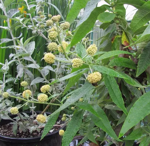 Orange Butterfly Bush (Buddleia Globosa) — such as salvia or lavender; shrub with orange blooms