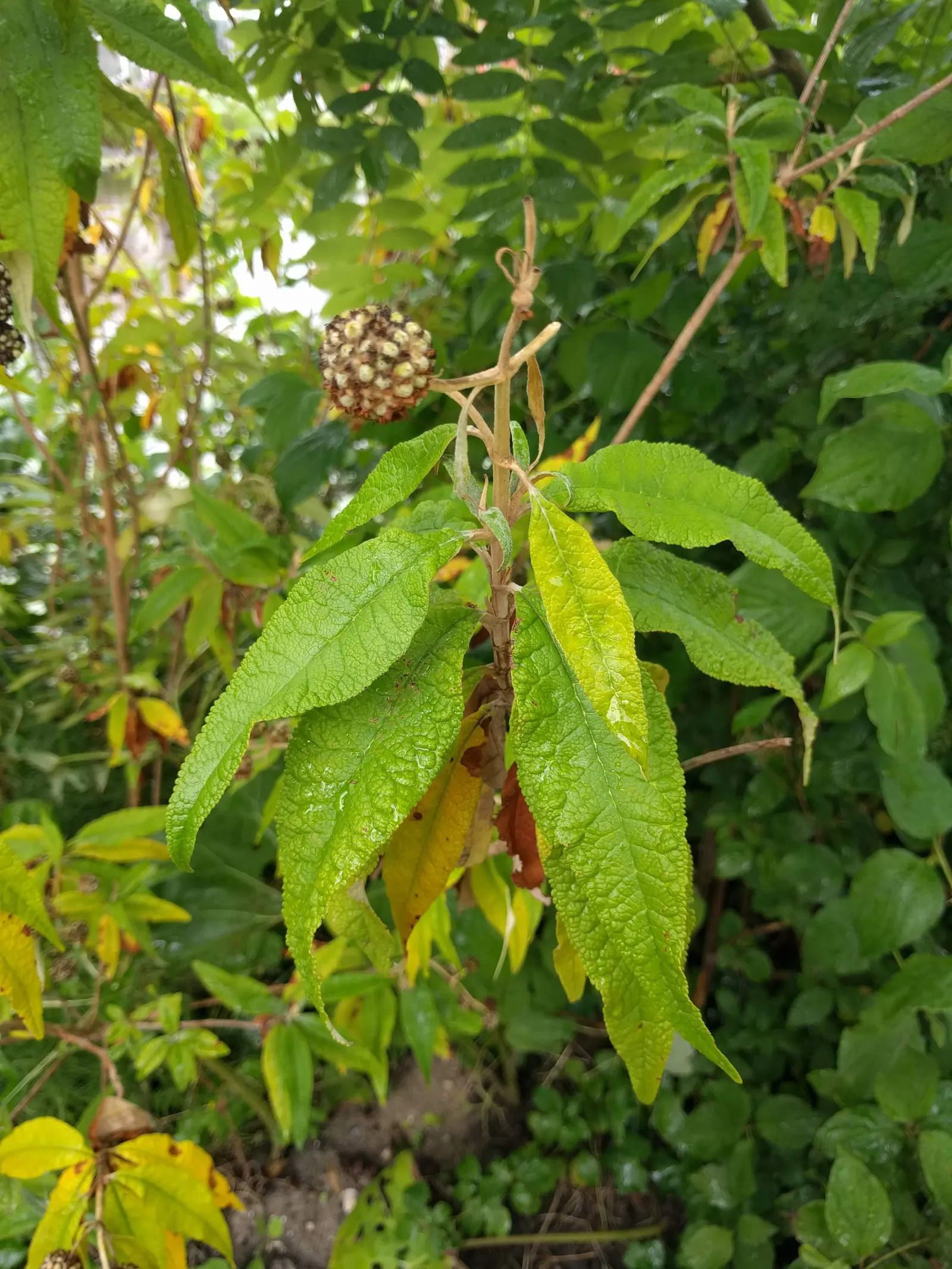 Orange Butterfly Bush (Buddleia Globosa) — such as salvia or lavender