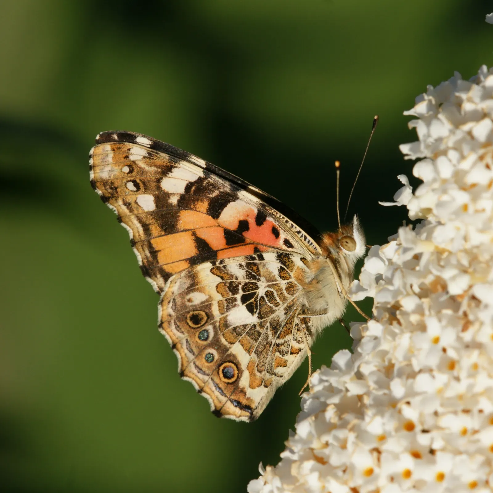 Orange Butterfly Bush (Buddleia Globosa) — so check local regulations before including it in landscape plans