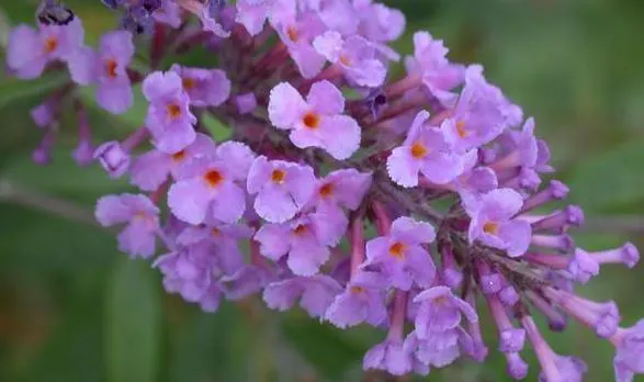 Orange Butterfly Bush (Buddleia Globosa) — which can measure up to 1 inch in diameter, image 73