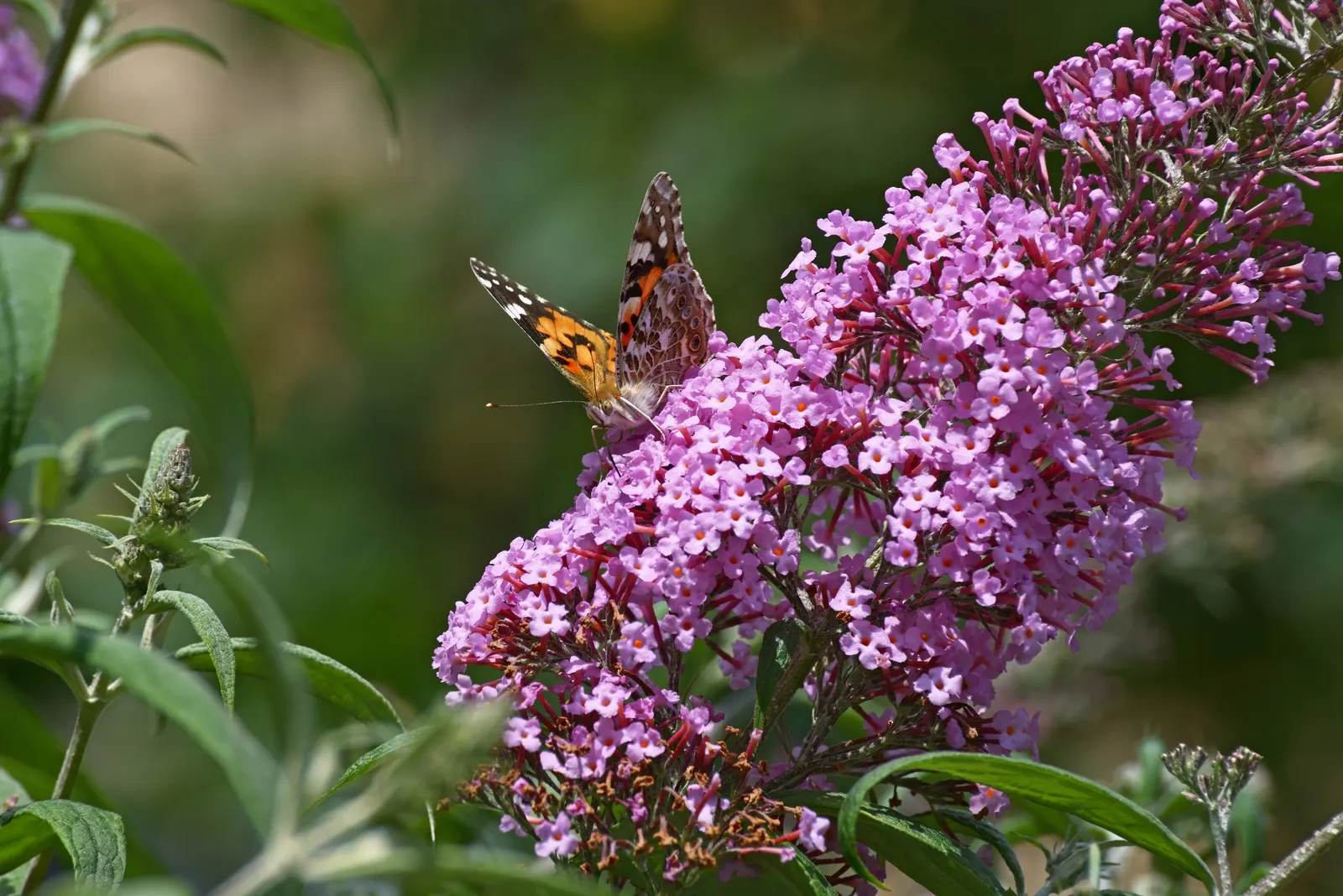 Orange Butterfly Bush (Buddleia Globosa) — This sun-lover offers nectar-rich blooms from late spring to early summer, attracting butterflies and bees