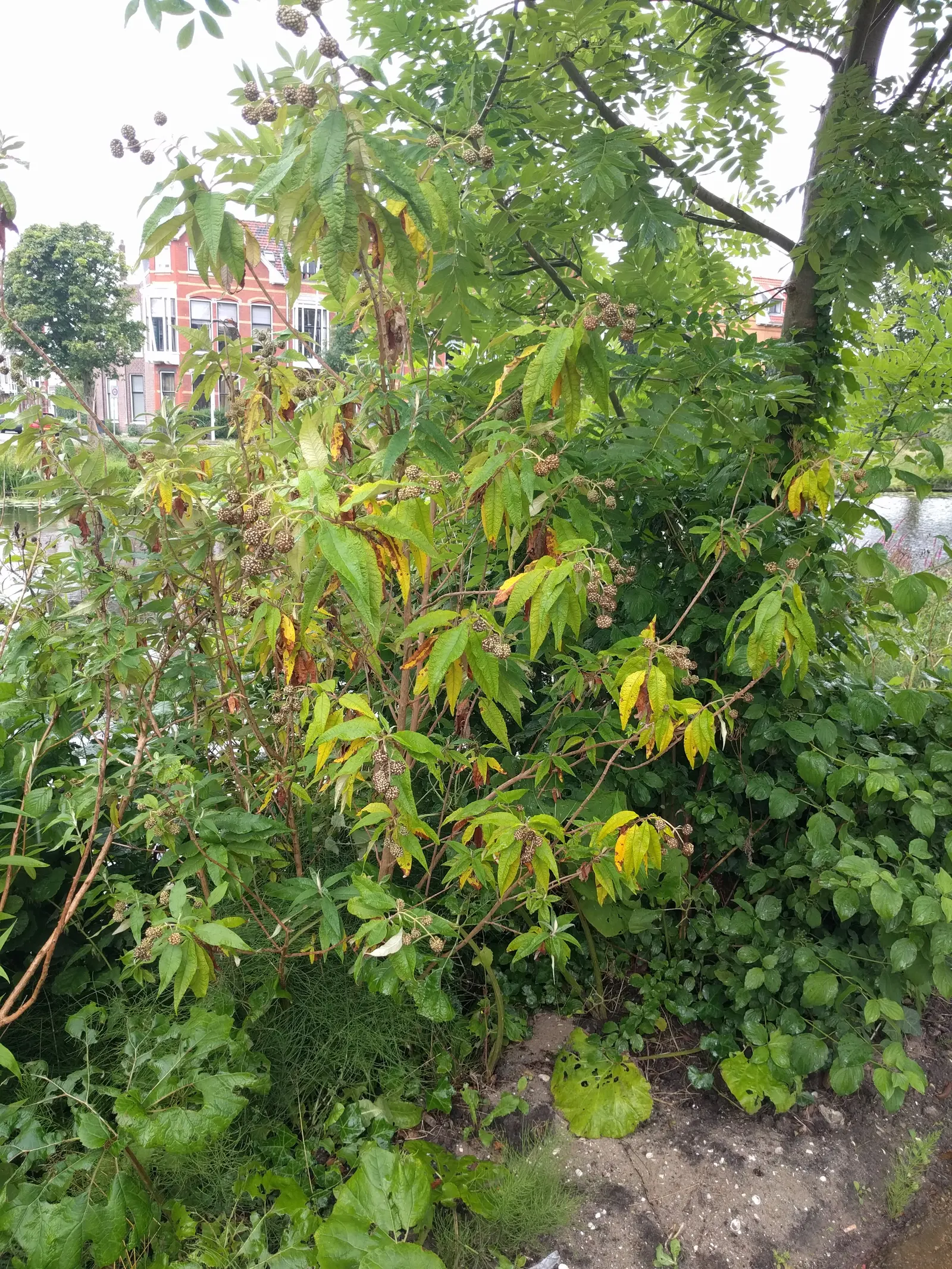 Orange Butterfly Bush (Buddleia Globosa) — Prune lightly post-bloom to encourage shape and vigor; this sun-lover offers nectar-rich blooms from, image 63