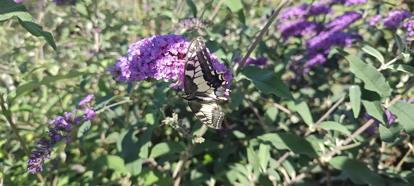 Orange Butterfly Bush (Buddleia Globosa) — making it a popular choice among environmentally conscious clients; pairing the Orange Butterfly Bush with