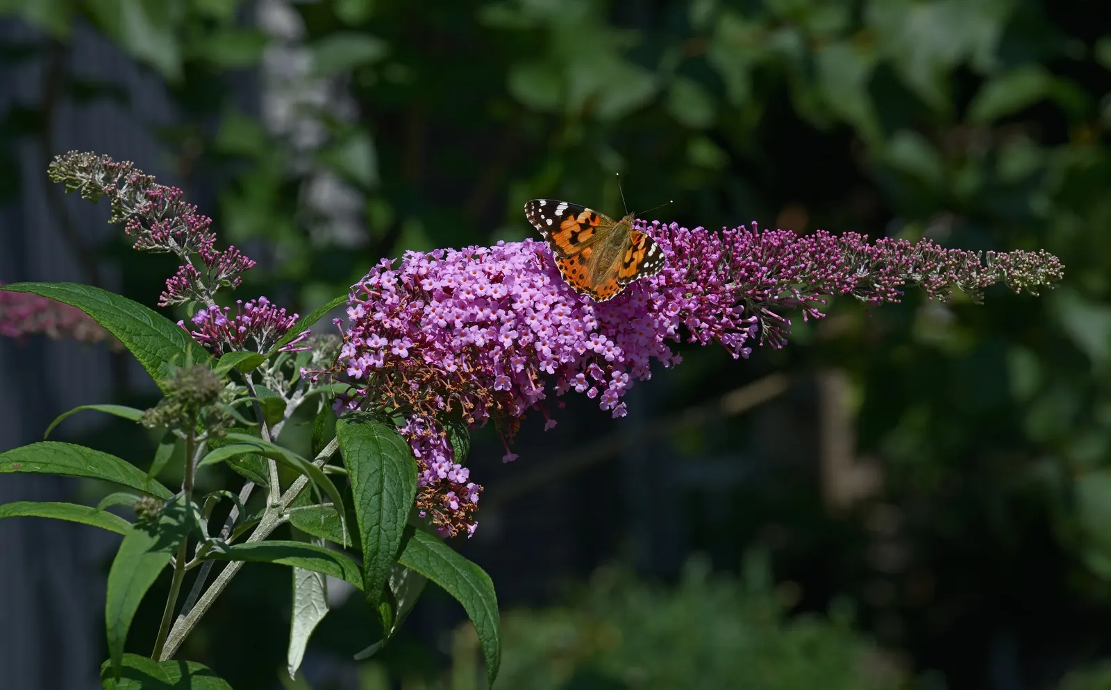 Orange Butterfly Bush (Buddleia Globosa) — ball-shaped clusters of fragrant