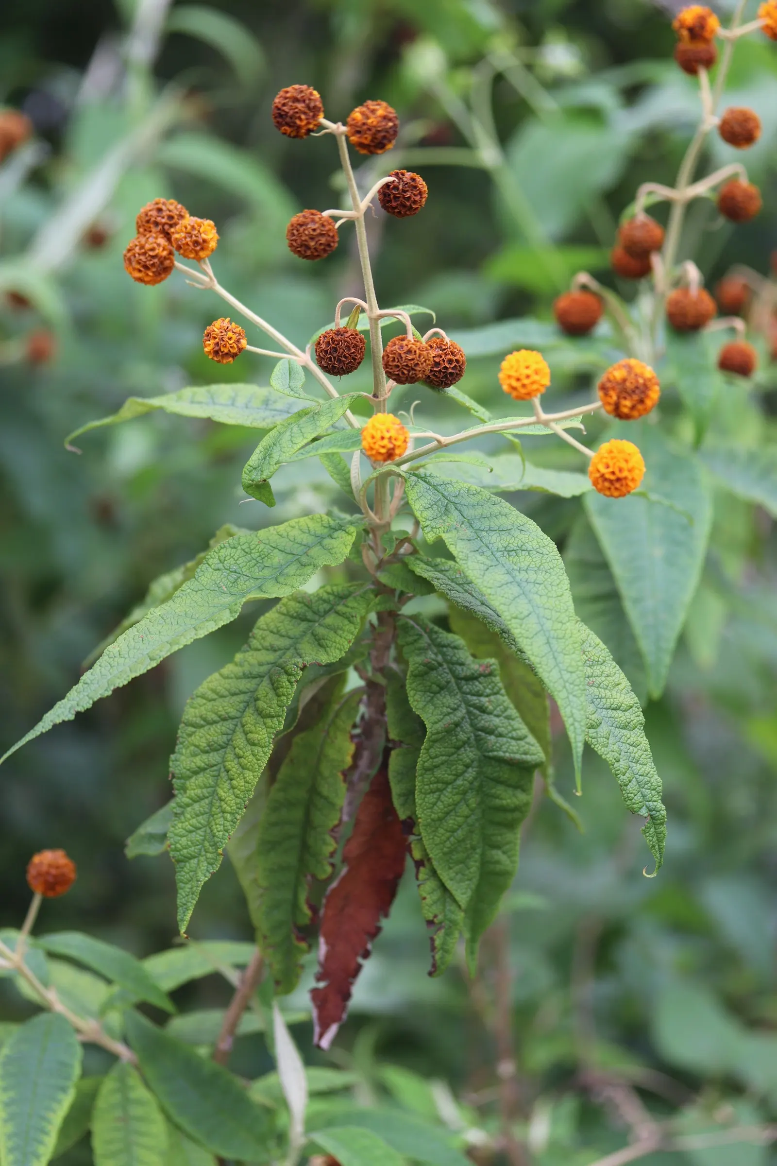 Orange Butterfly Bush (Buddleia Globosa) — The Orange Butterfly Bush (Buddleia globosa)