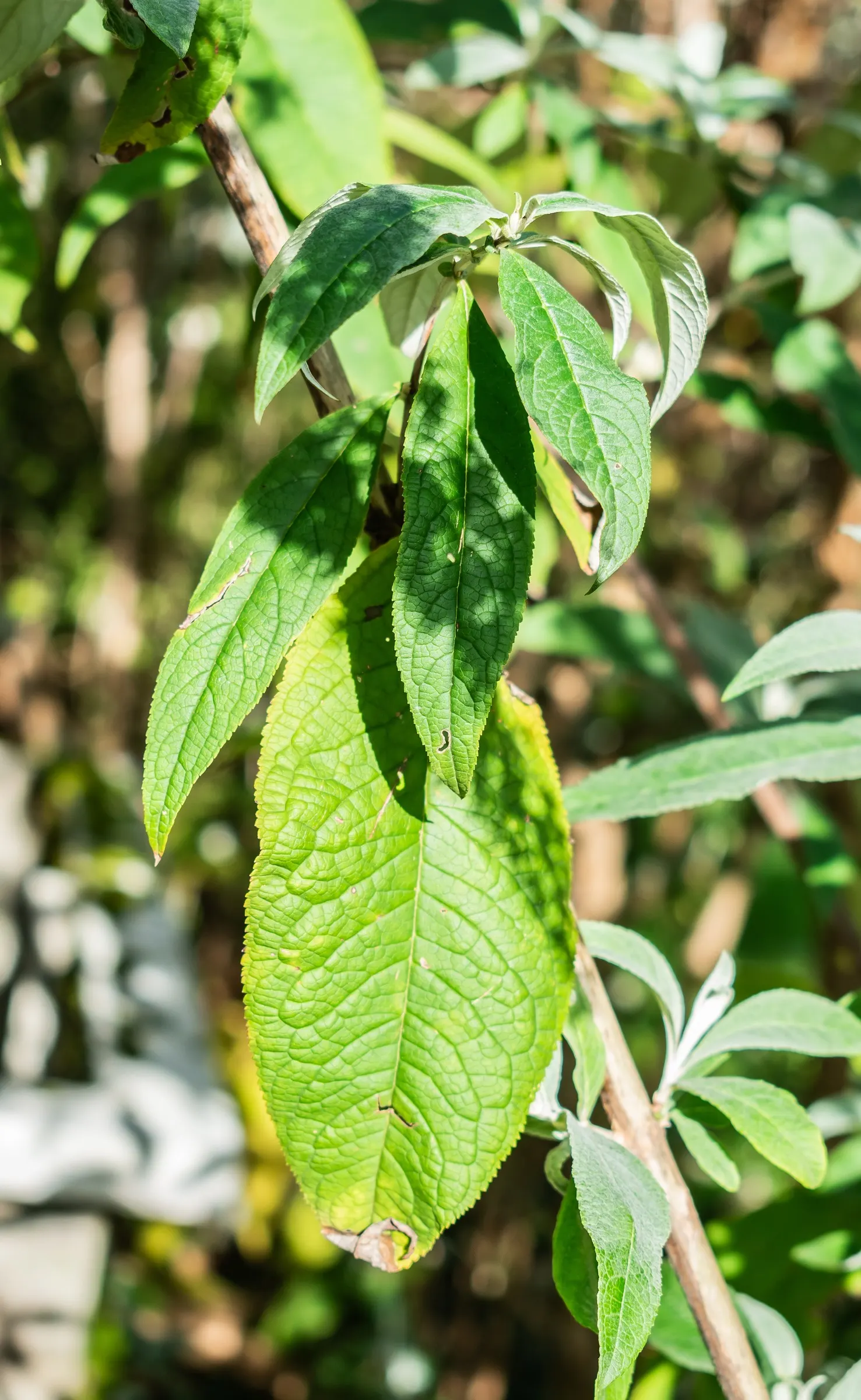 Orange Butterfly Bush (Buddleia Globosa) — Buddleia globosa thrives in full sun to partial shade; burst into color in late spring to early summer, image 69