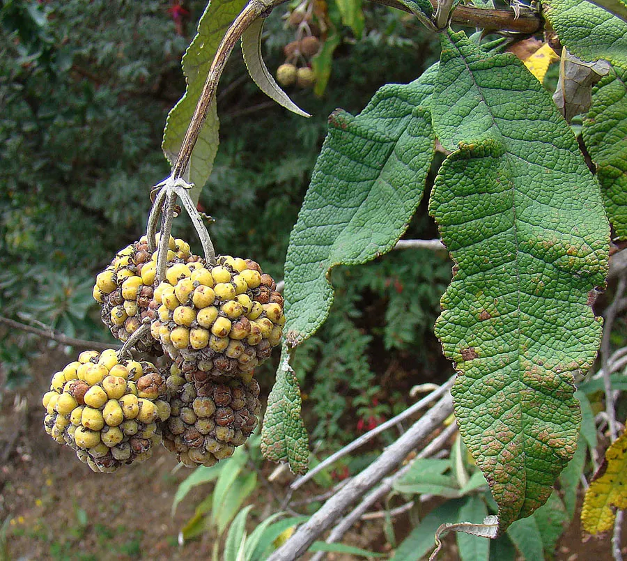 Orange Butterfly Bush (Buddleia Globosa) — It thrives in USDA zones 7-10, reaching 8-10 feet tall and wide; buddleia globosa thrives in full sun to partial