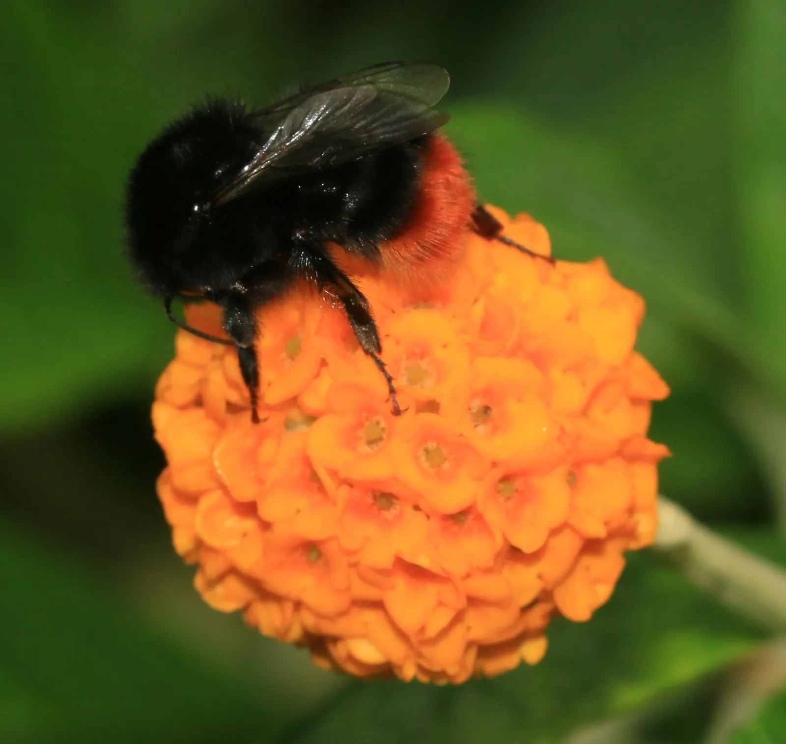 Orange Butterfly Bush (Buddleia Globosa) — Orange Butterfly Bush (Buddleia globosa) is a deciduous shrub captivating with dense clusters of, image 59