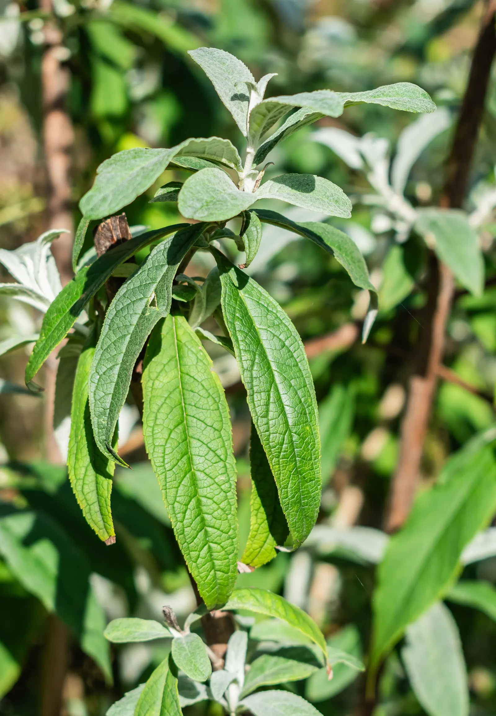Orange Butterfly Bush (Buddleia Globosa) — Plant in well-drained soil, spacing 5-6 feet apart to accommodate its spread; buddleia globosa may have, image 62
