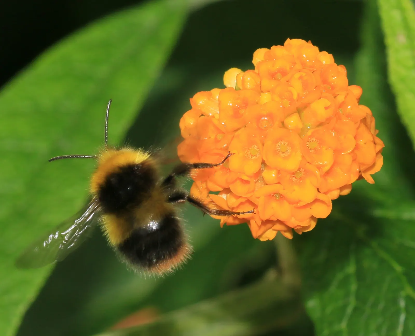 Orange Butterfly Bush (Buddleia Globosa) — Orange Butterfly Bush (Buddleia globosa) is a deciduous shrub captivating with dense clusters of aromatic