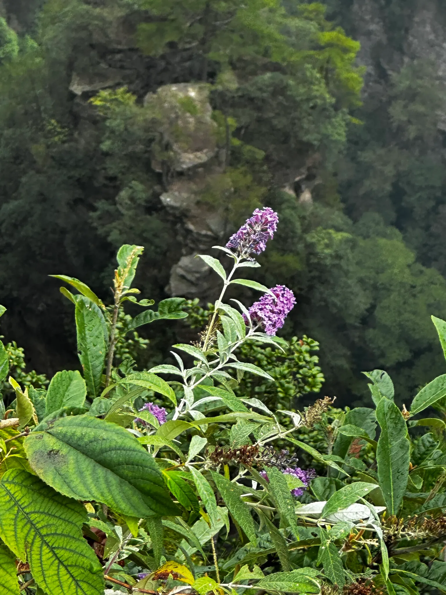 Orange Butterfly Bush (Buddleia Globosa) — It performs best in well-draining soil; this plant not only adds aesthetic value but it also supports local