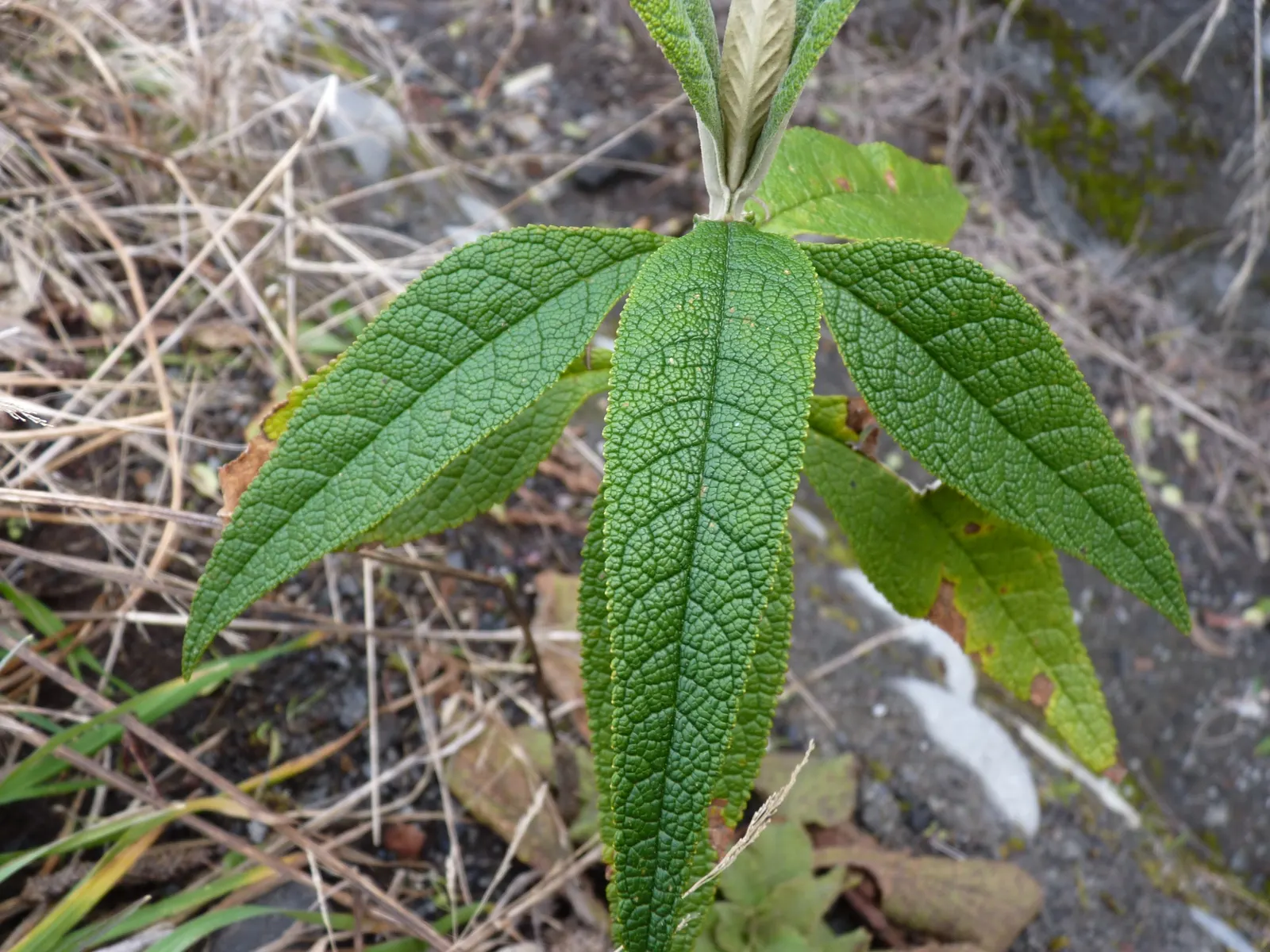 Orange Butterfly Bush (Buddleia Globosa) — it is advisable to allow for ample space to accommodate its mature size