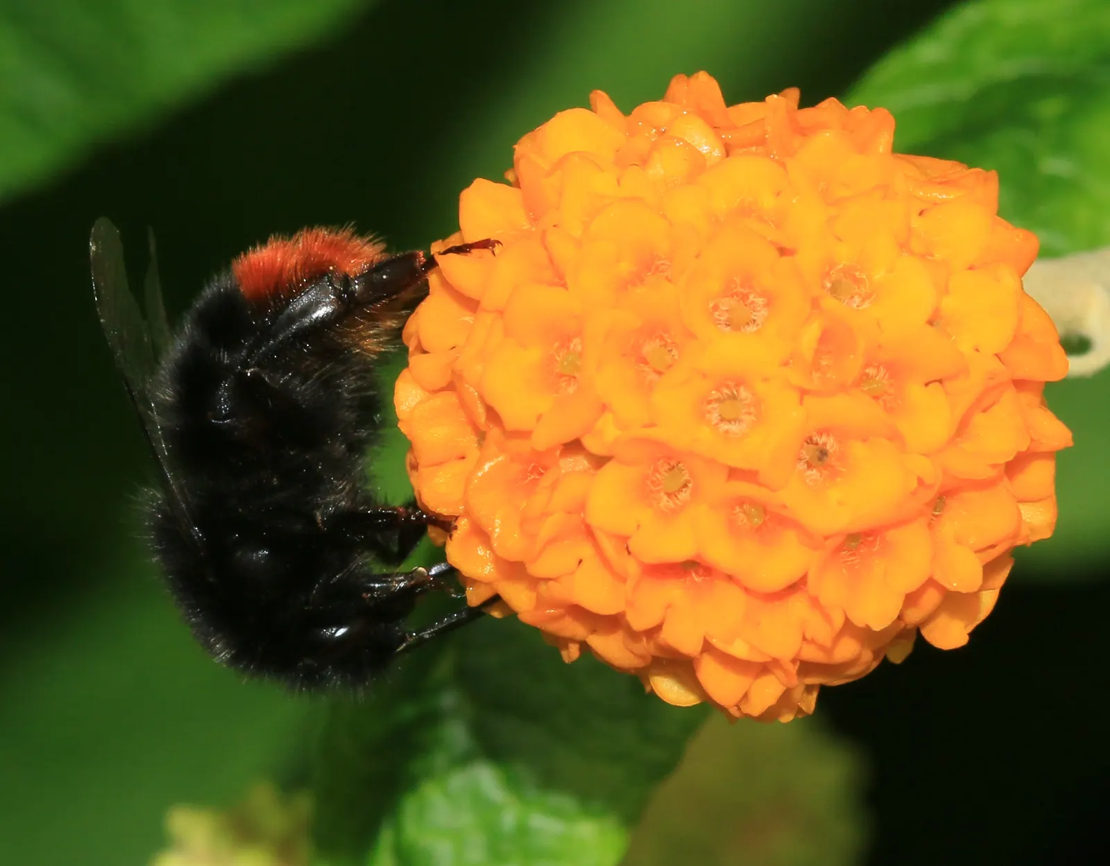 Orange Butterfly Bush (Buddleia Globosa) — Pairing the Orange Butterfly Bush with perennials that enjoy similar conditions; such as salvia or lavender