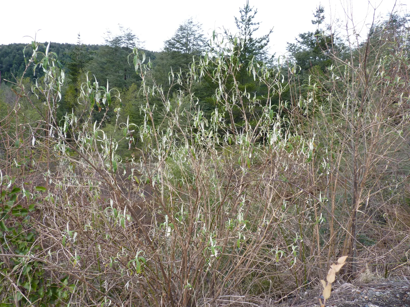 Orange Butterfly Bush (Buddleia Globosa) — burst into color in late spring to early summer