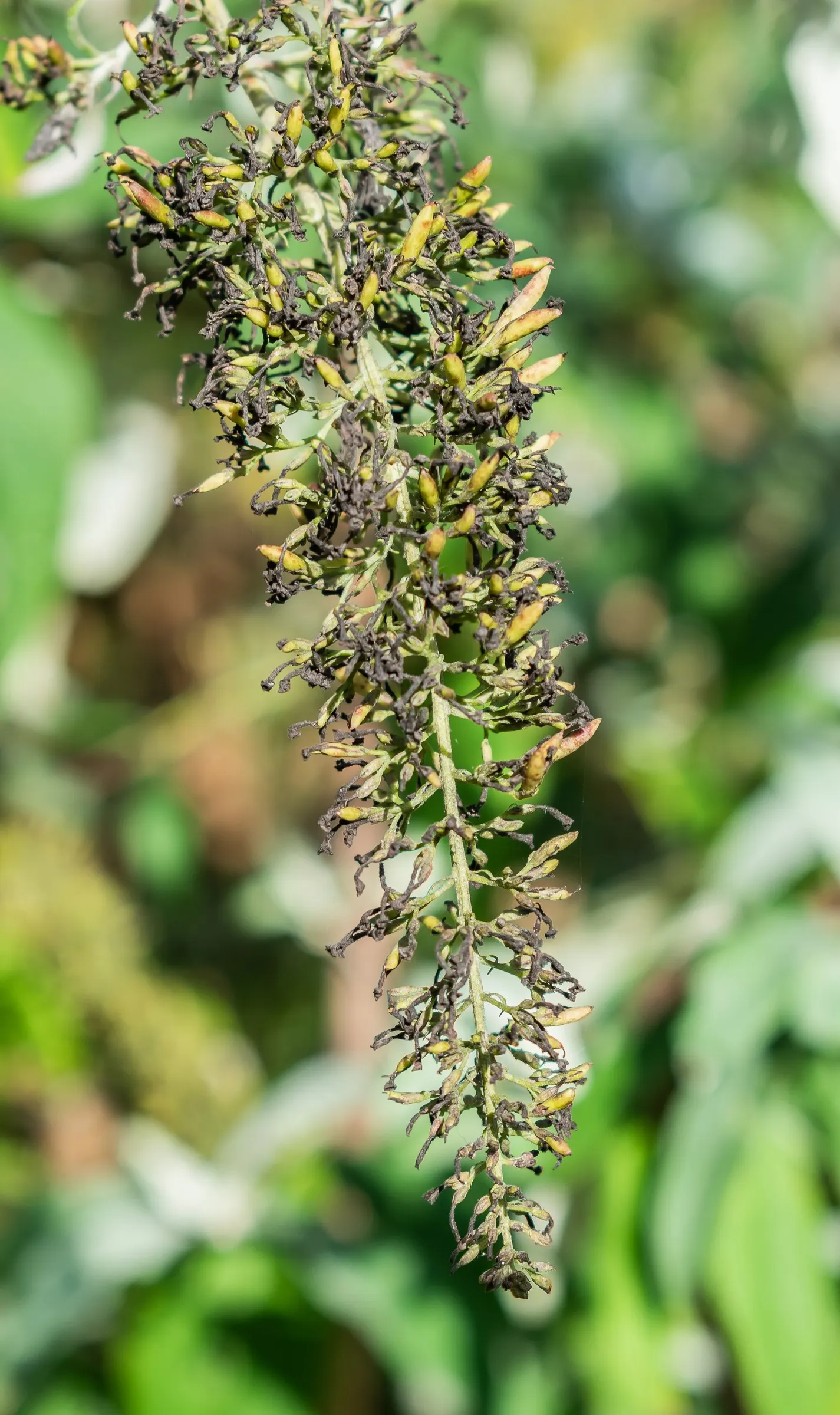 Orange Butterfly Bush (Buddleia Globosa) — it exhibits drought tolerance