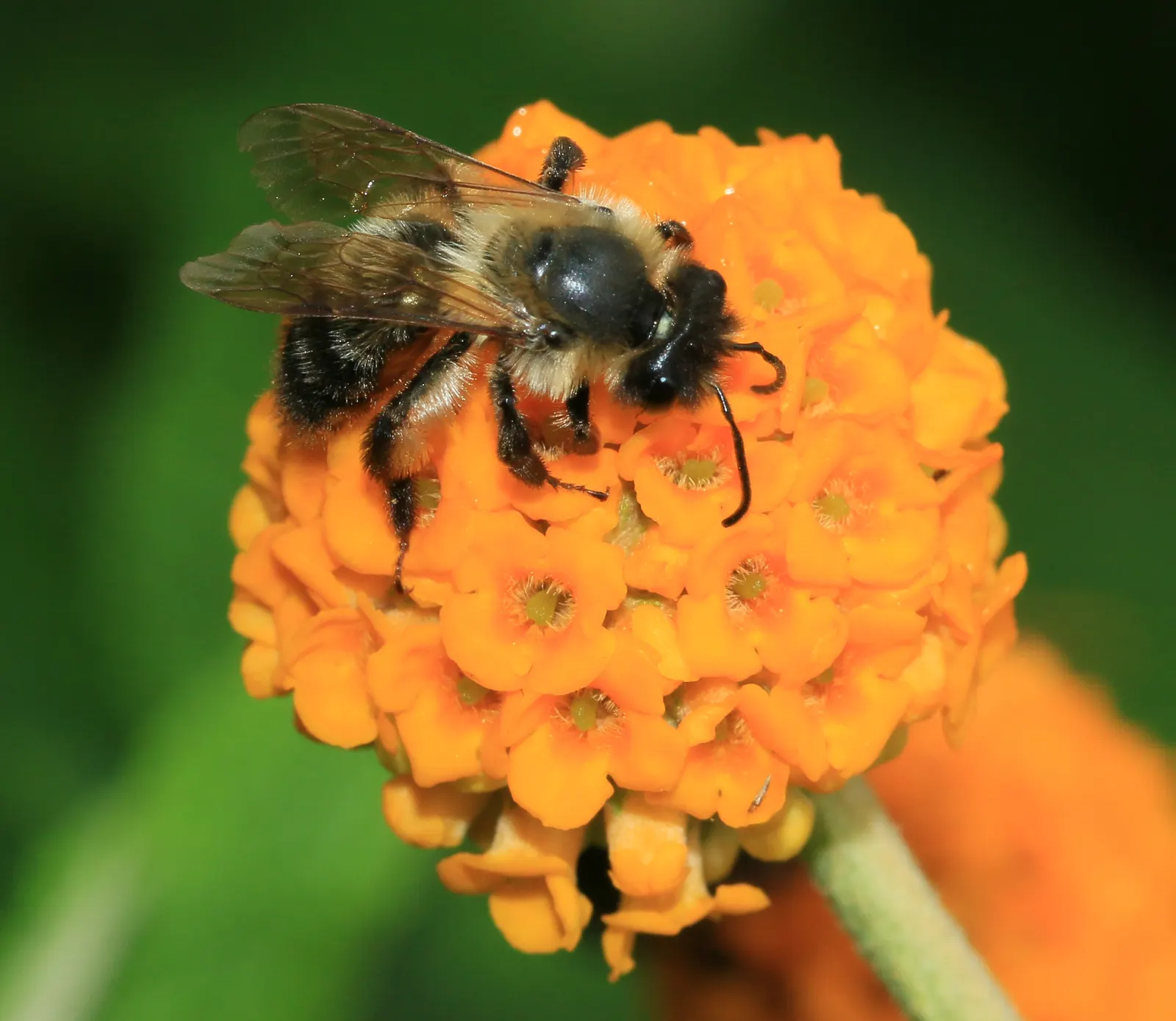 Orange Butterfly Bush (Buddleia Globosa) — reaching lengths of up to 8 inches; often admired for its bright