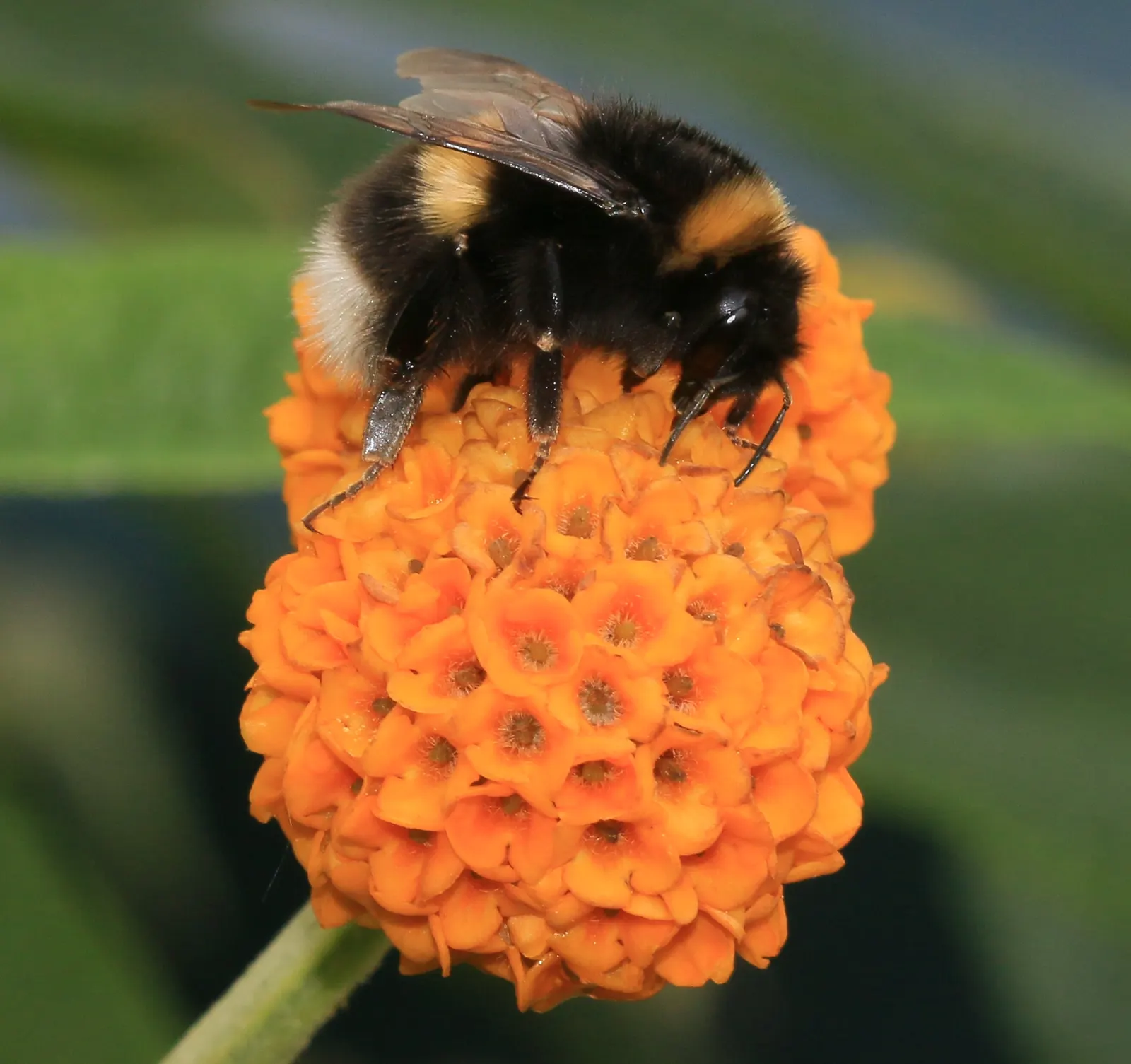 Orange Butterfly Bush (Buddleia Globosa) — orange flowers in the garden