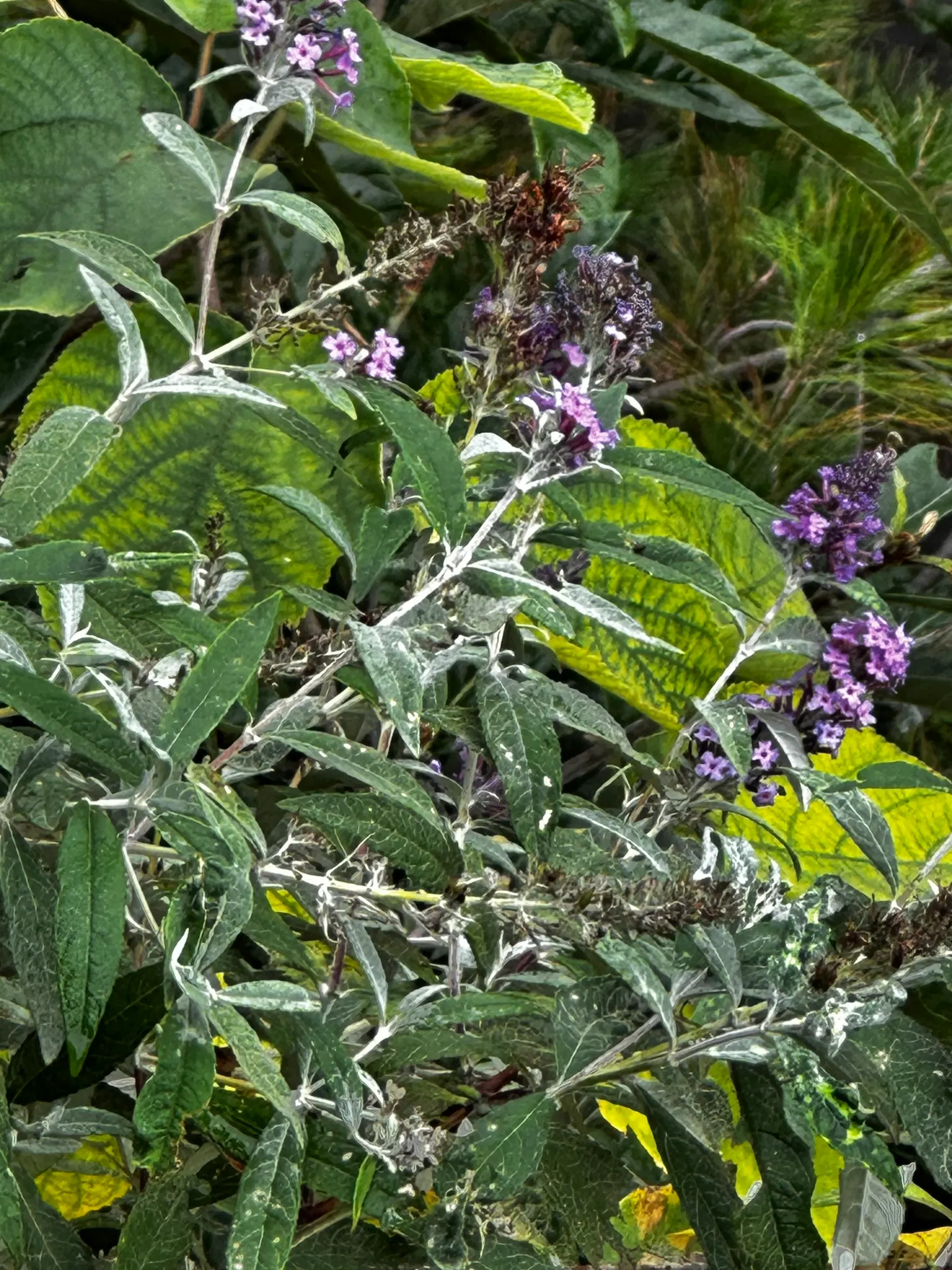 Orange Butterfly Bush (Buddleia Globosa) — which can measure up to 1 inch in diameter, image 44