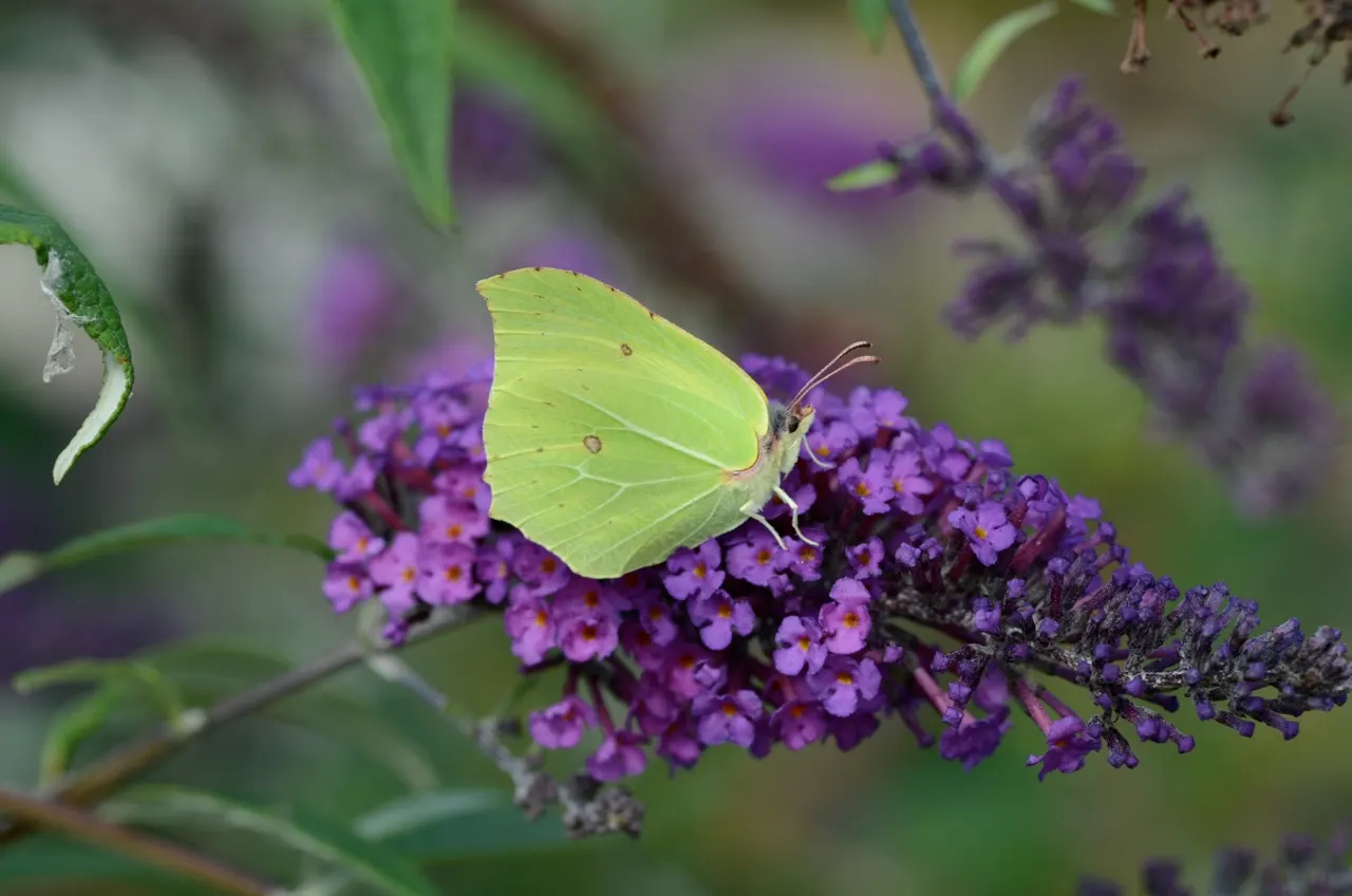 Orange Butterfly Bush (Buddleia Globosa) — providing a striking contrast against the bush's lance-shaped