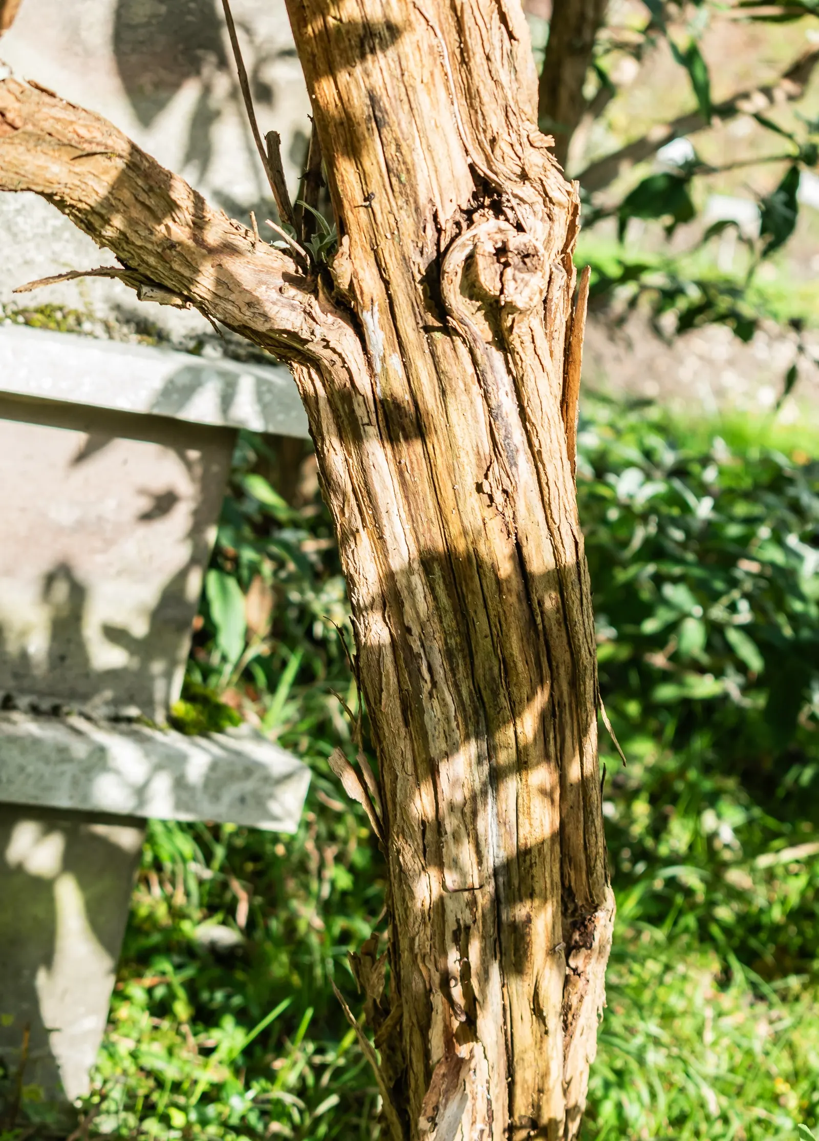 Orange Butterfly Bush (Buddleia Globosa) — so check local regulations before including it in landscape plans; prune lightly post-bloom to encourage shape and