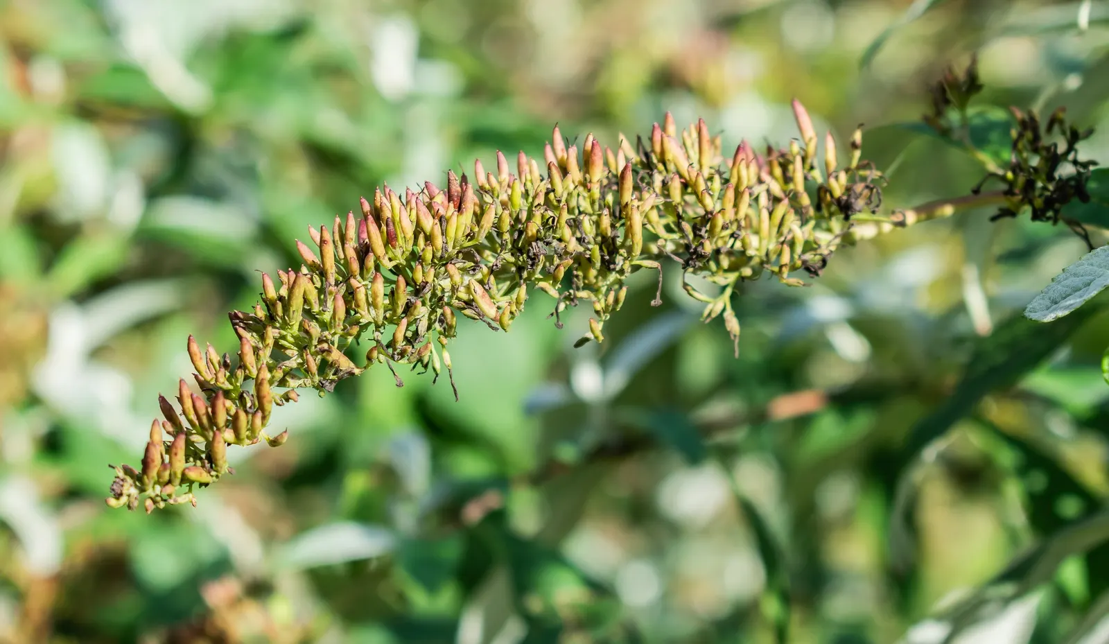 Orange Butterfly Bush (Buddleia Globosa) — will help create an eye-catching array of textures and colors; the Orange Butterfly Bush (Buddleia globosa)