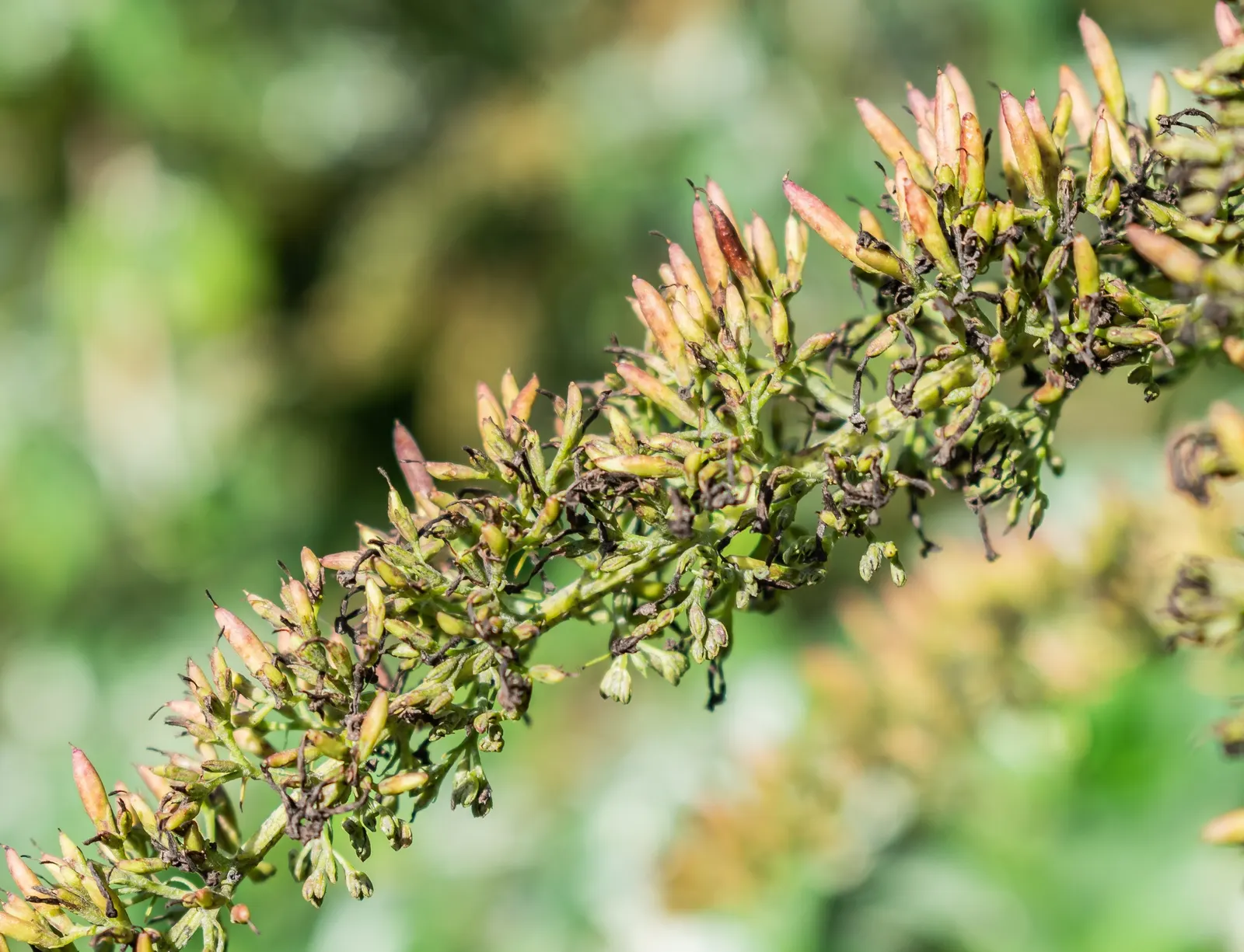 Orange Butterfly Bush (Buddleia Globosa) — This plant not only adds aesthetic value but it also supports local biodiversity