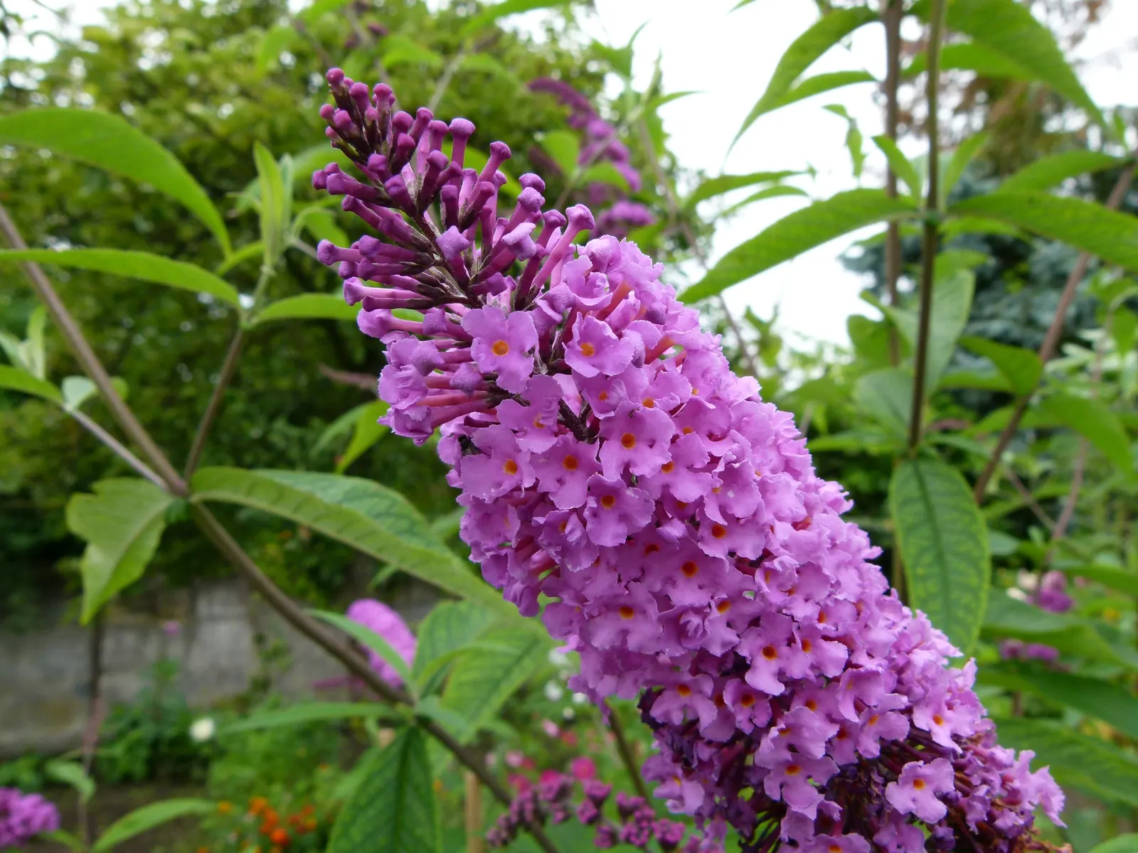 Orange Butterfly Bush (Buddleia Globosa) — Orange Butterfly Bush (Buddleia globosa) is a deciduous shrub captivating with dense clusters of aromatic; plant in