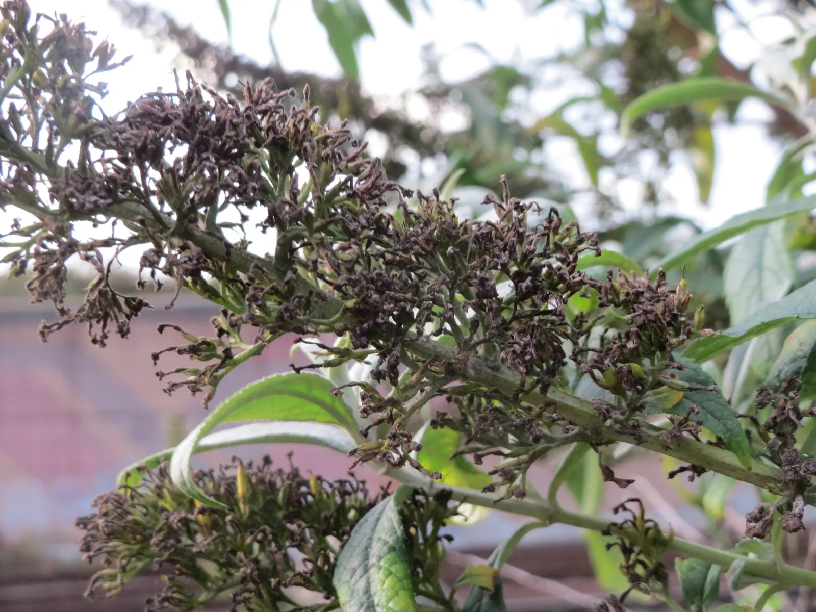 Orange Butterfly Bush (Buddleia Globosa) — making it a practical choice for water-wise landscapes; ball-shaped clusters of fragrant, image 72