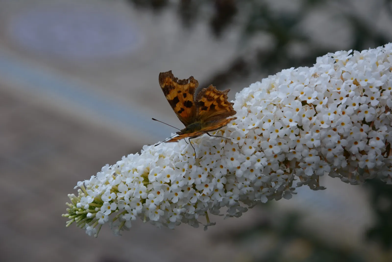 Orange Butterfly Bush (Buddleia Globosa) — Buddleia globosa thrives in full sun to partial shade; burst into color in late spring to early summer
