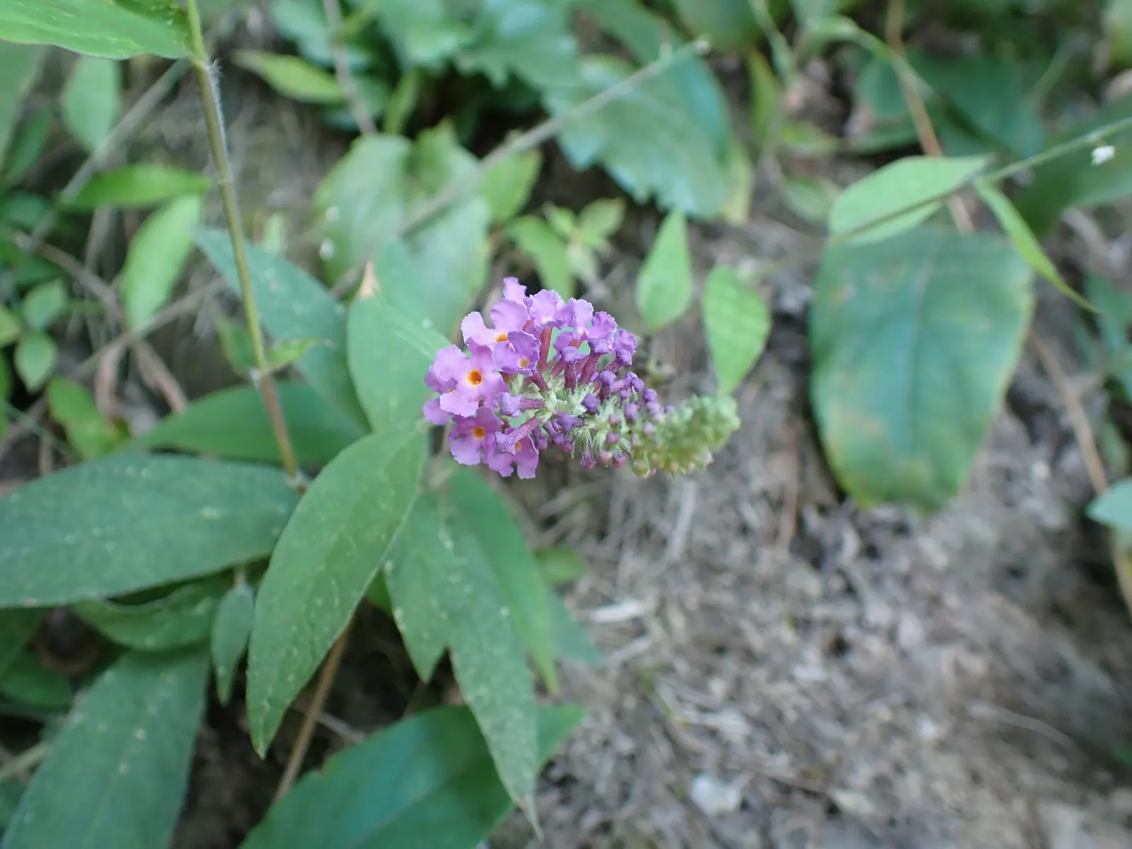 Orange Butterfly Bush (Buddleia Globosa) — Prune lightly post-bloom to encourage shape and vigor; this sun-lover offers nectar-rich blooms from late spring to