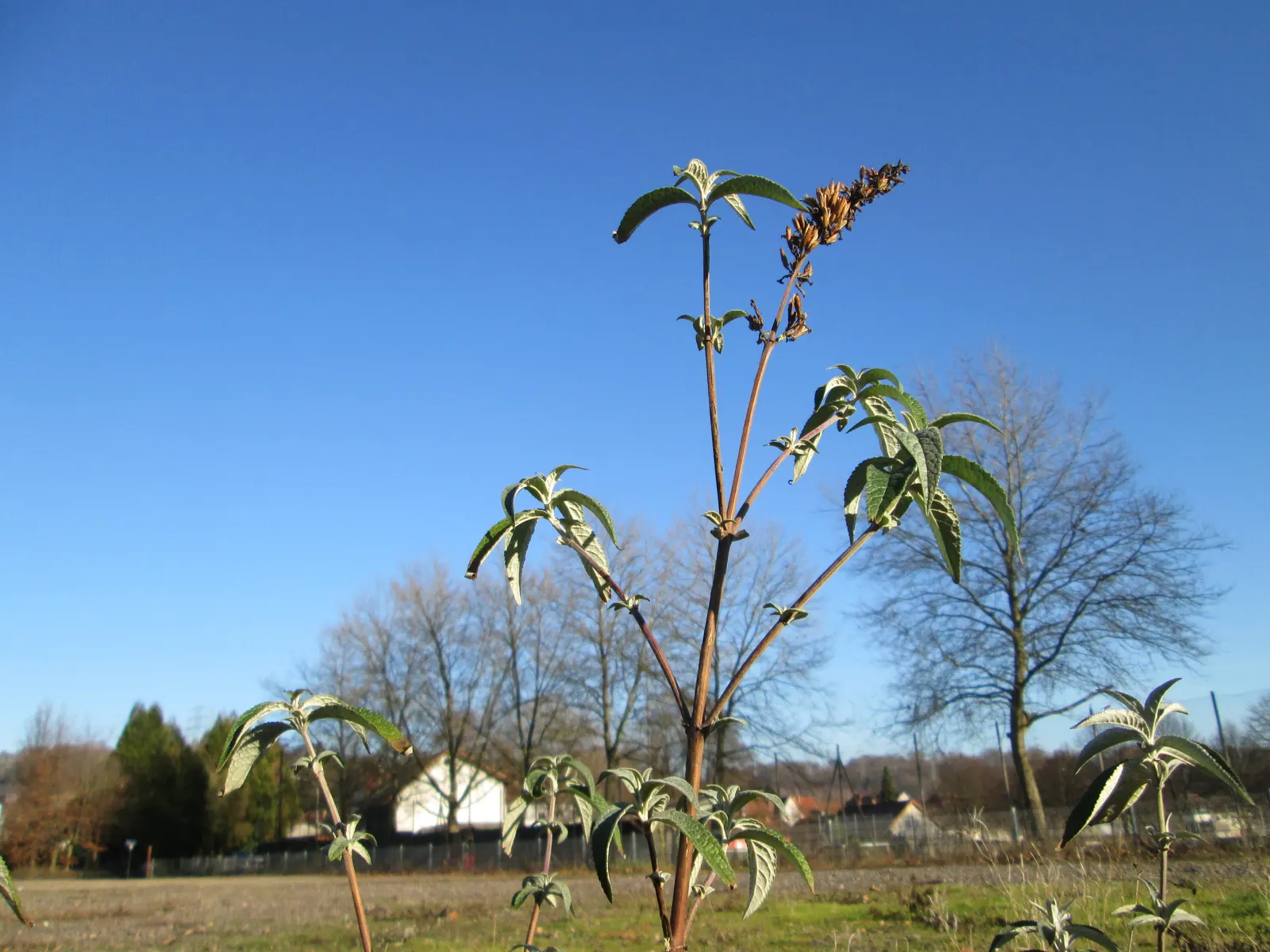 Orange Butterfly Bush (Buddleia Globosa) — orange flowers in the garden; it performs best in well-draining soil