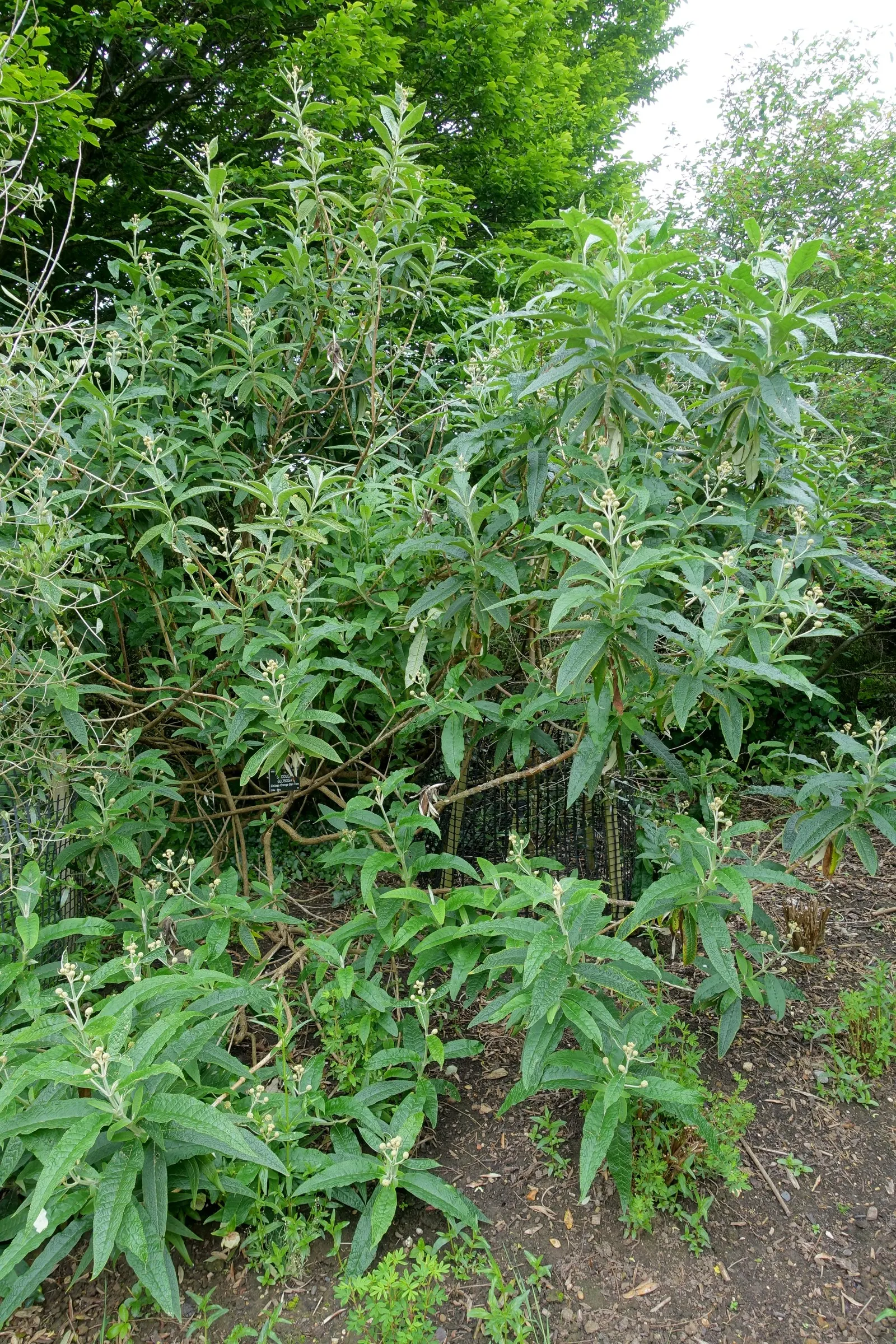Orange Butterfly Bush (Buddleia Globosa) — it exhibits drought tolerance; orange Butterfly Bush (Buddleia globosa) is a deciduous shrub captivating with dense