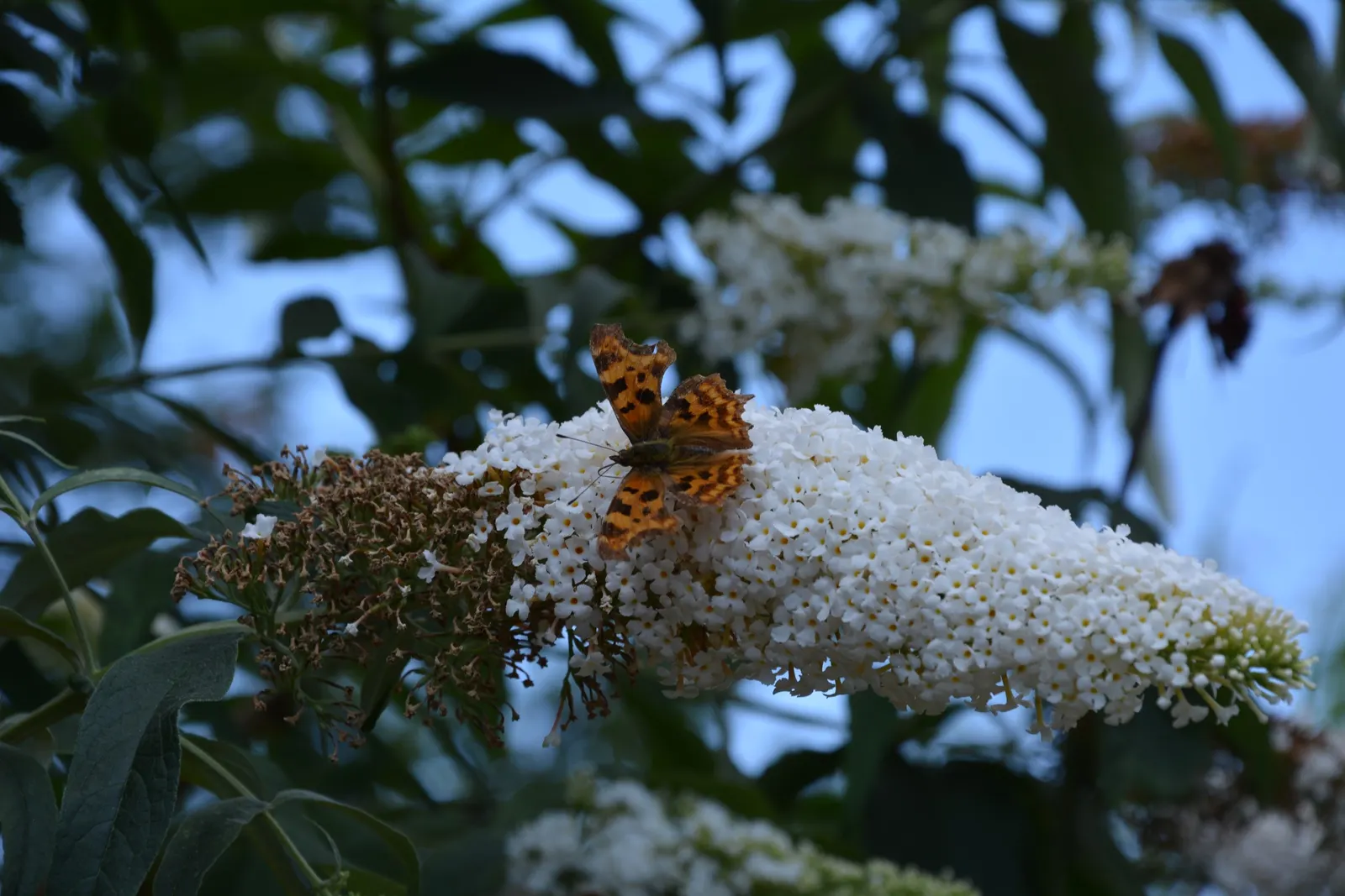Orange Butterfly Bush (Buddleia Globosa) — ball-shaped clusters of fragrant; making it a popular choice among environmentally conscious clients