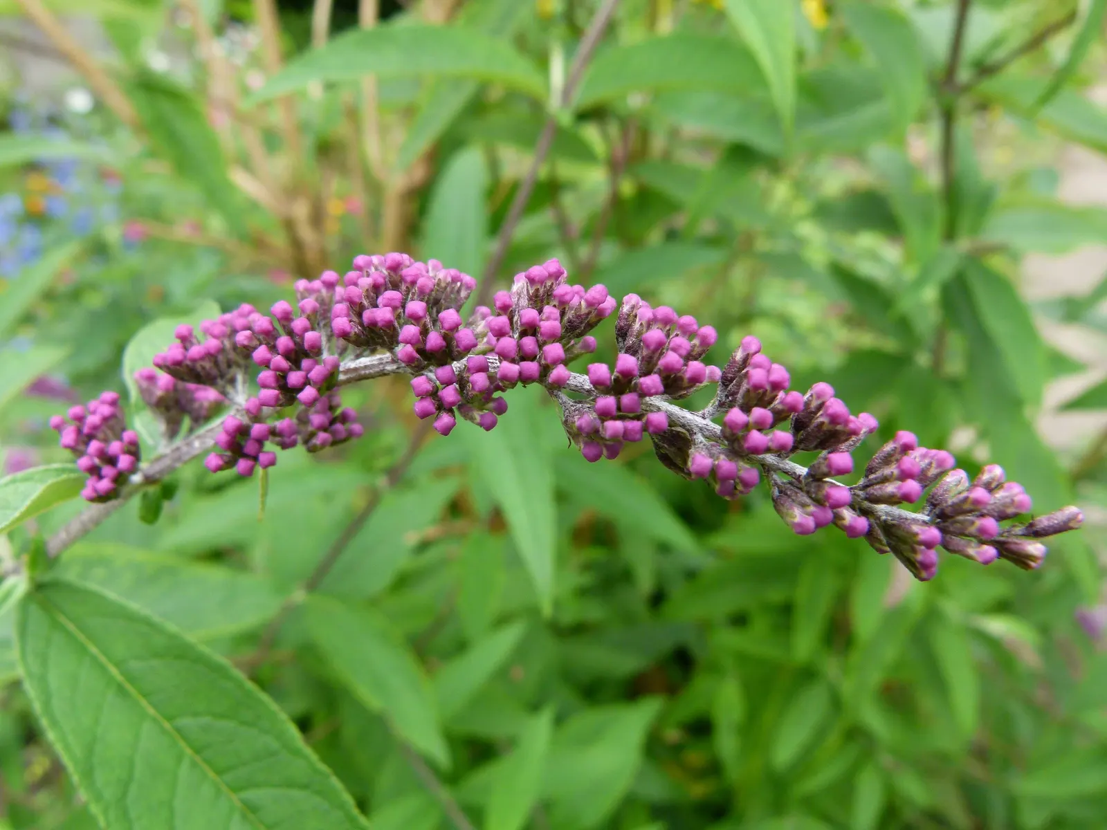 Orange Butterfly Bush (Buddleia Globosa) — making it a practical choice for water-wise landscapes