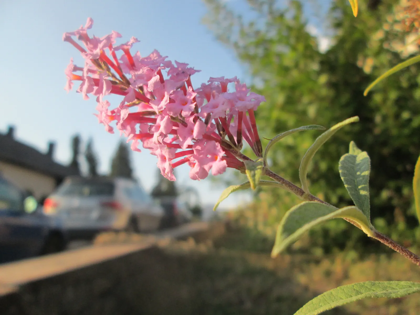 Orange Butterfly Bush (Buddleia Globosa) — This semi-evergreen shrub usually reaches a height of 8 to 10 feet with a similar spread; is an enchanting addition