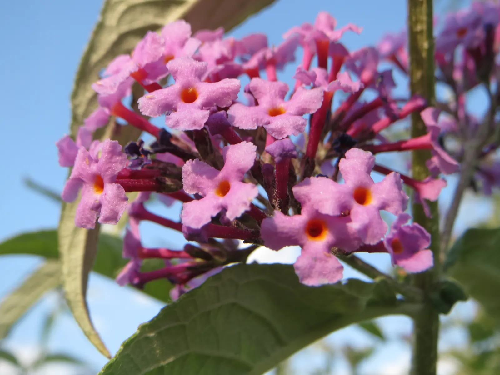Orange Butterfly Bush (Buddleia Globosa) — it is advisable to allow for ample space to accommodate its mature size; making it a practical choice, image 77