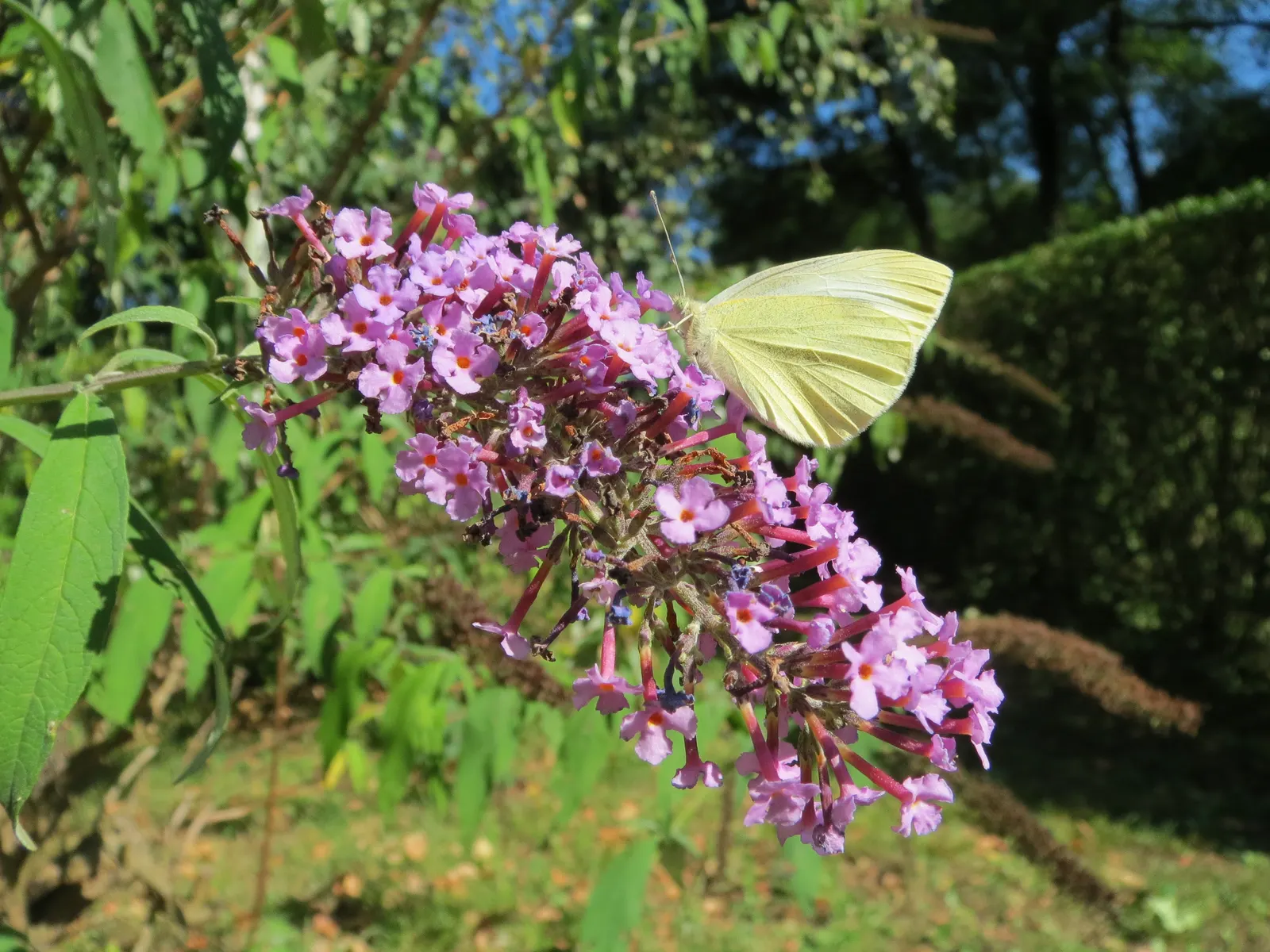 Orange Butterfly Bush (Buddleia Globosa) — shrub with orange blooms