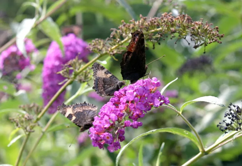 Orange Butterfly Bush (Buddleia Globosa) — burst into color in late spring to early summer; will help create an eye-catching array of textures and colors