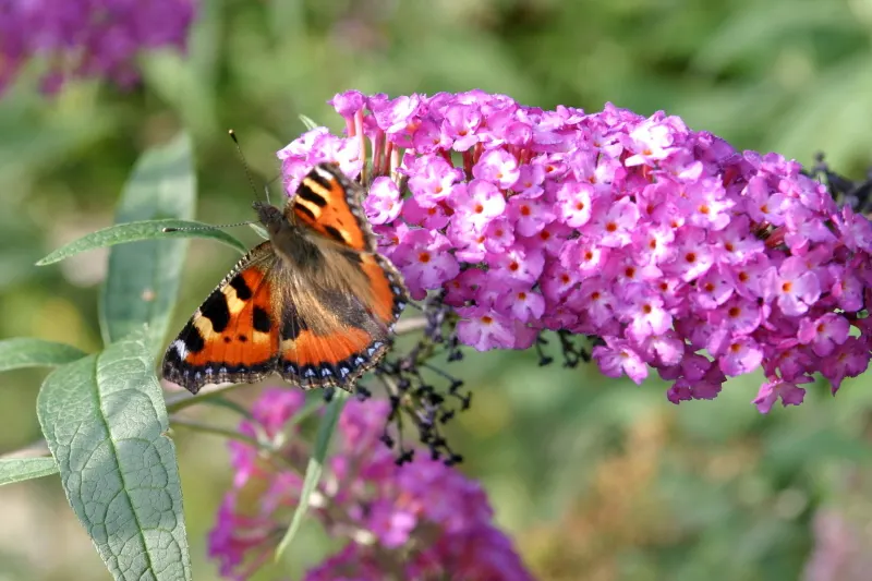 Orange Butterfly Bush (Buddleia Globosa) — providing a striking contrast against the bush's lance-shaped; shrub for full or half, image 75