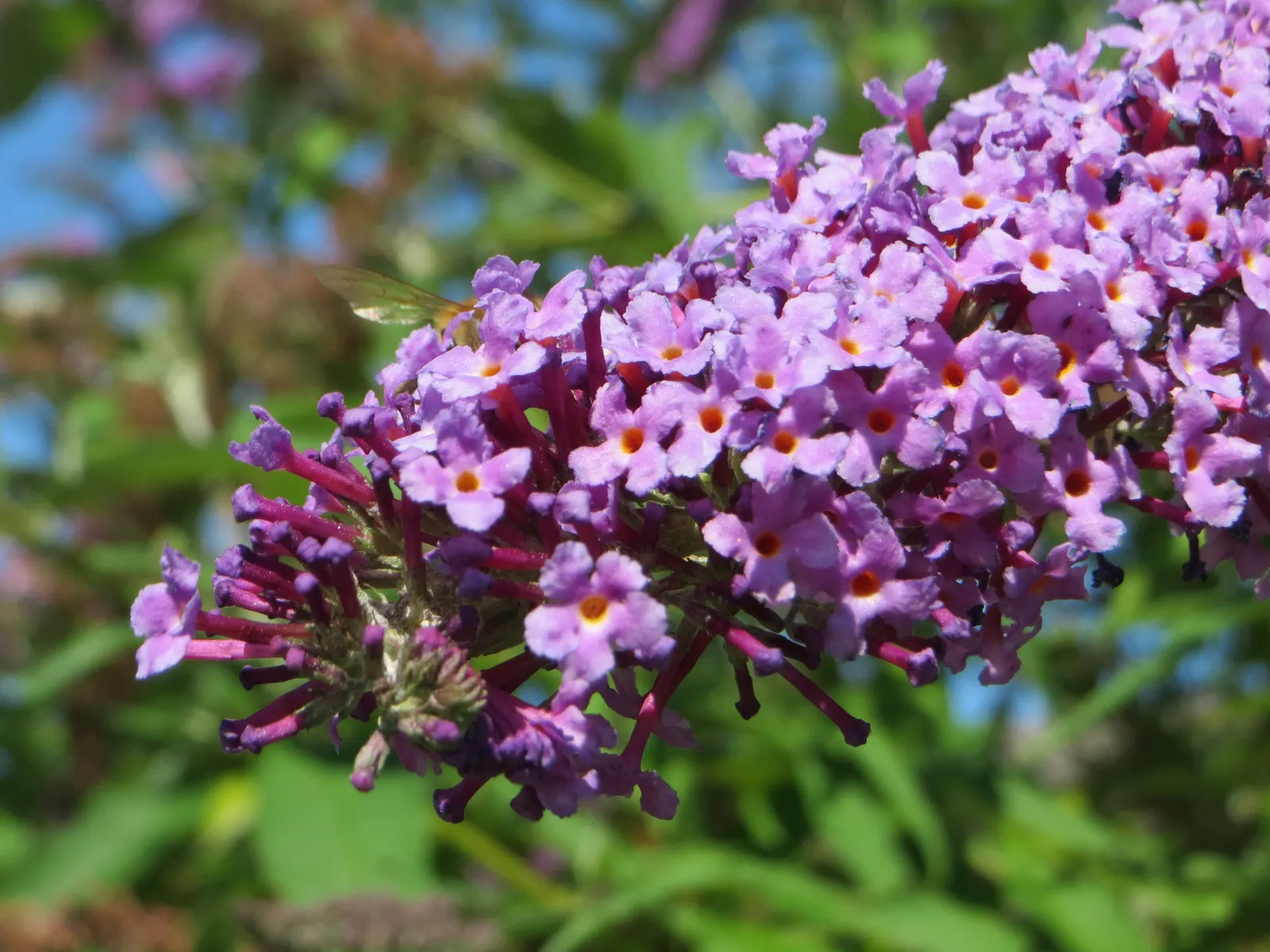 Orange Butterfly Bush (Buddleia Globosa) — This plant not only adds aesthetic value but it also supports local biodiversity; it exhibits drought tolerance