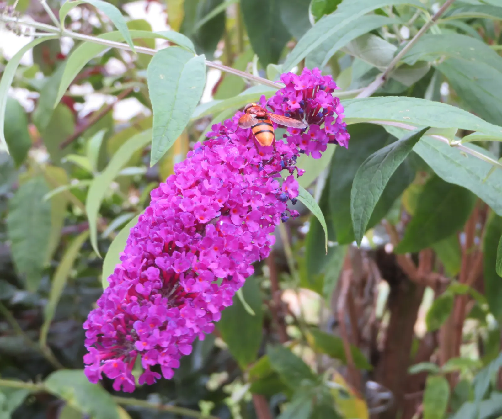 Orange Butterfly Bush (Buddleia Globosa) — providing a striking contrast against the bush's lance-shaped; shrub for full or half